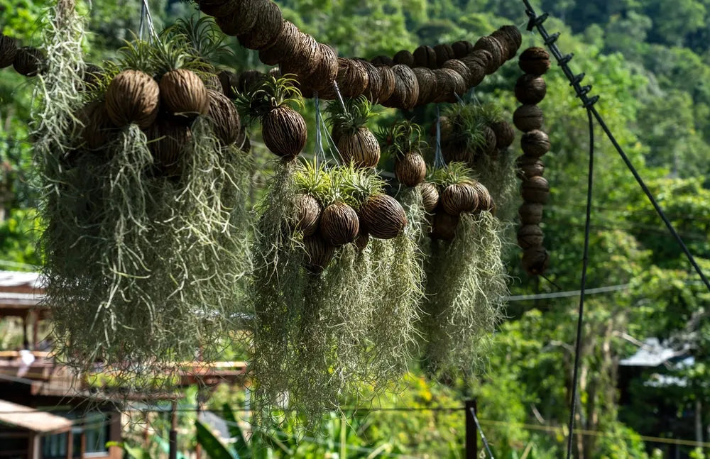 Tillandsia Usneoides L.60 cm.