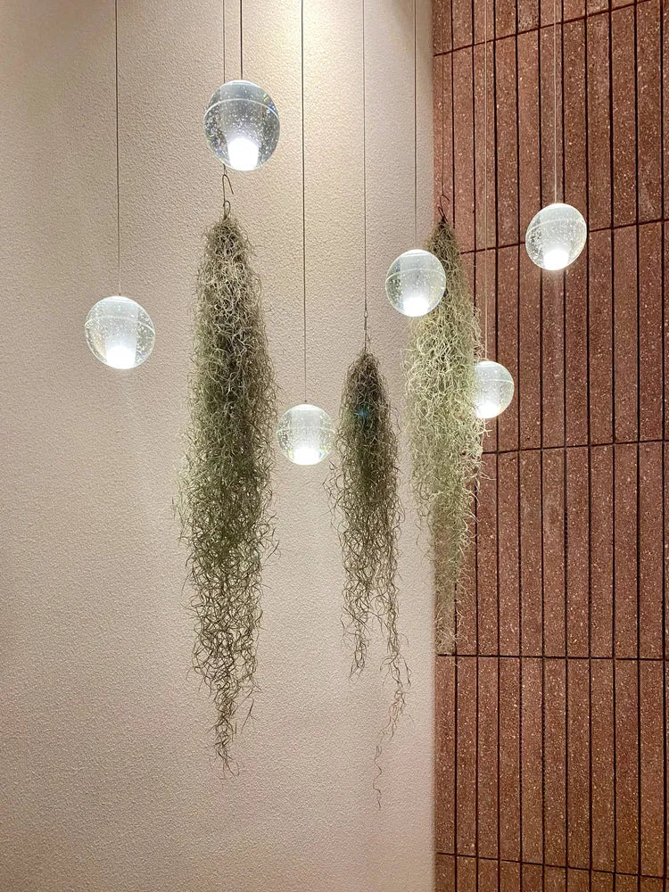 Tillandsia Usneoides (Spanish Moss) 20/22 B L