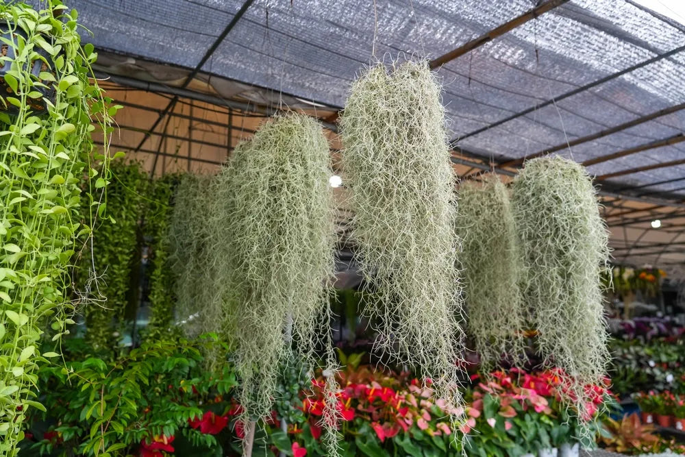 Tillandsia Usneoides  extra  90/100 cm.