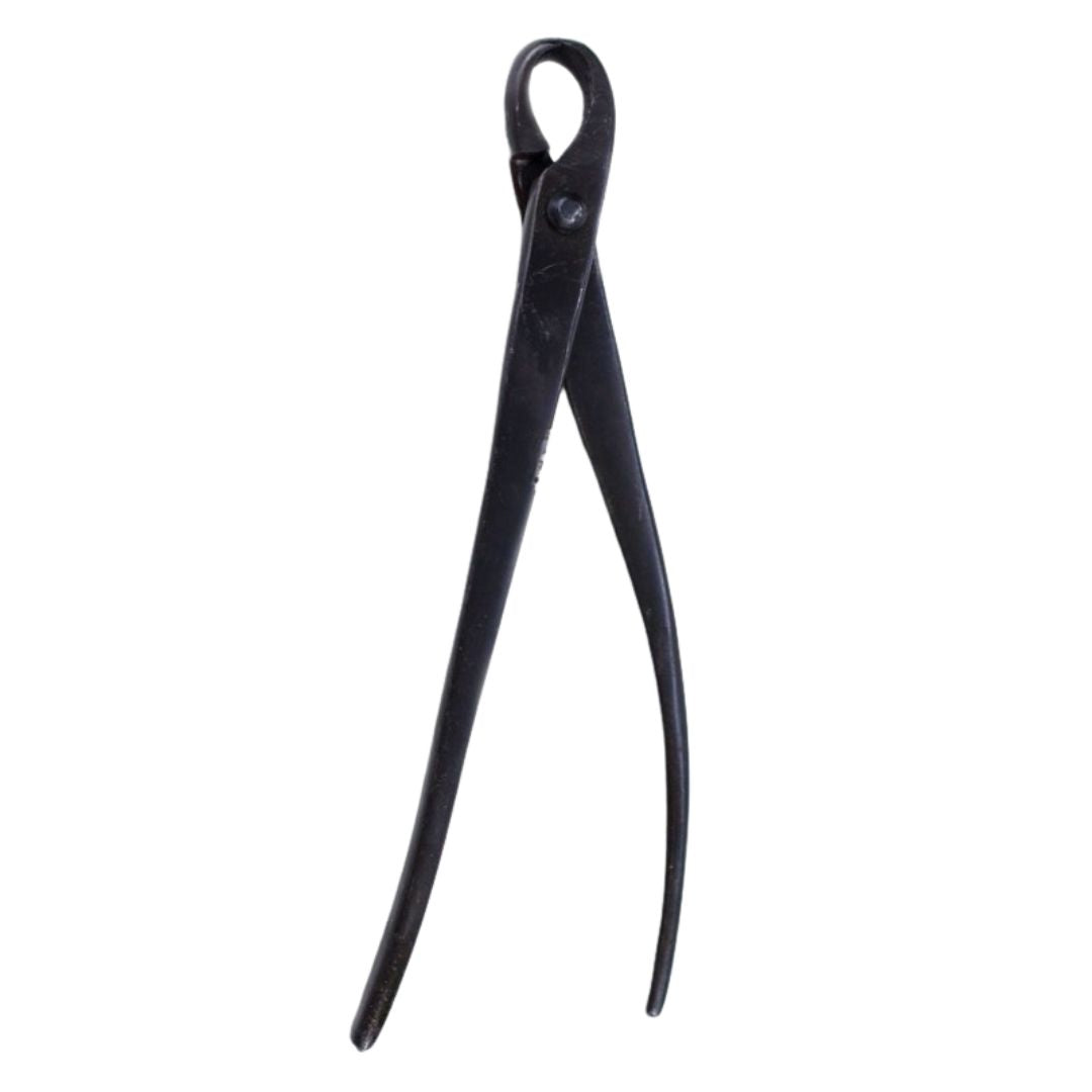 Tronchese tondo per bonsai