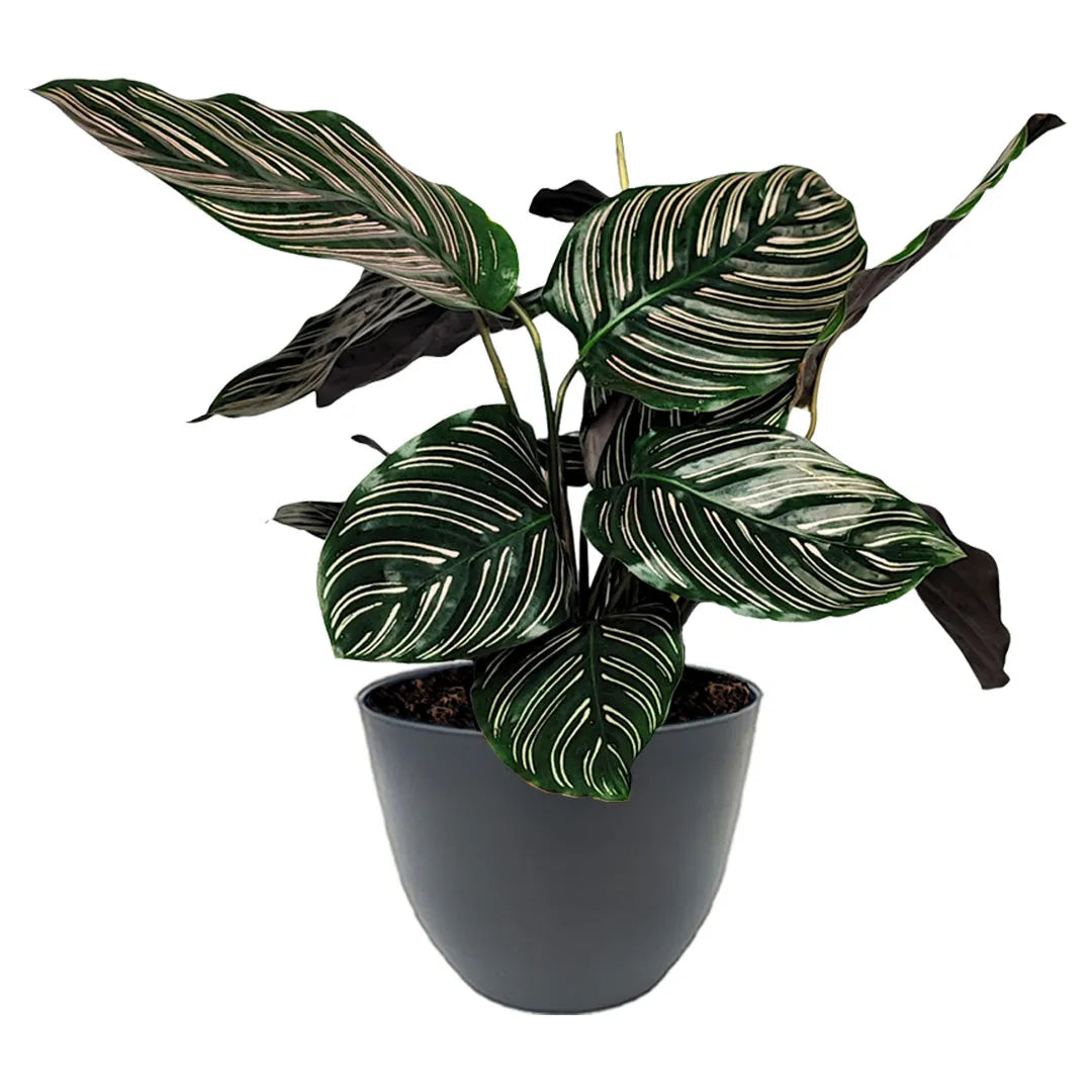 Calathea Ornata altezza pianta 45 cm