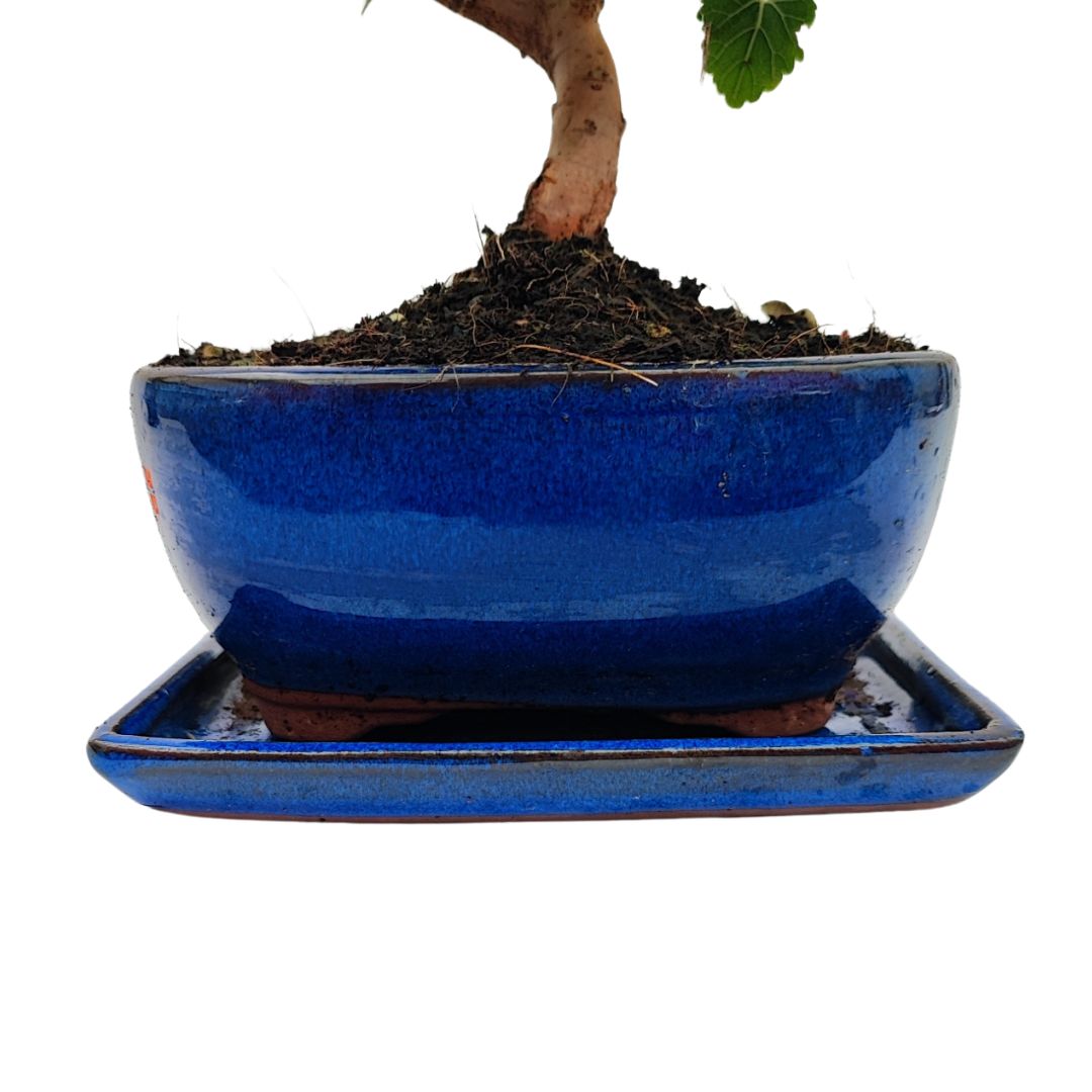 Bonsai Morus (Gelso) 8 Anni - Collezione Premium