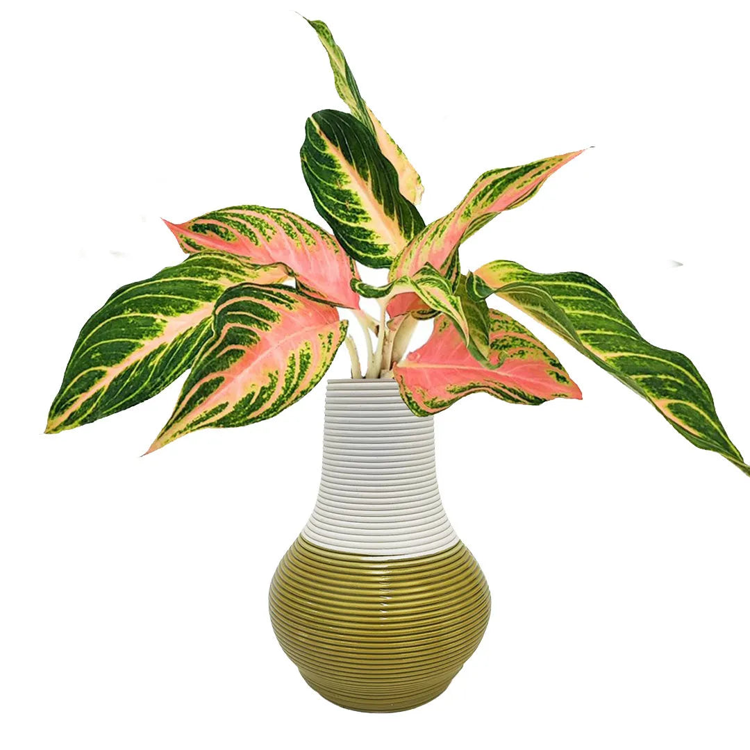 Aglaonema Pink Sunset in idrocultura con vaso artigianale in argilla