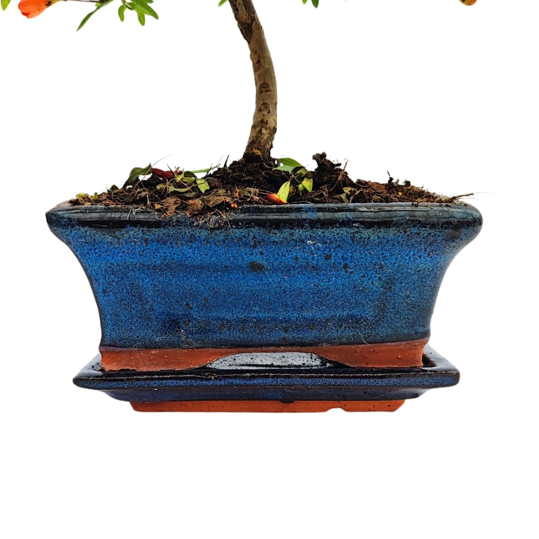 Bonsai Punica Granatum (Melograno) Nana 7 Anni - Collezione Premium