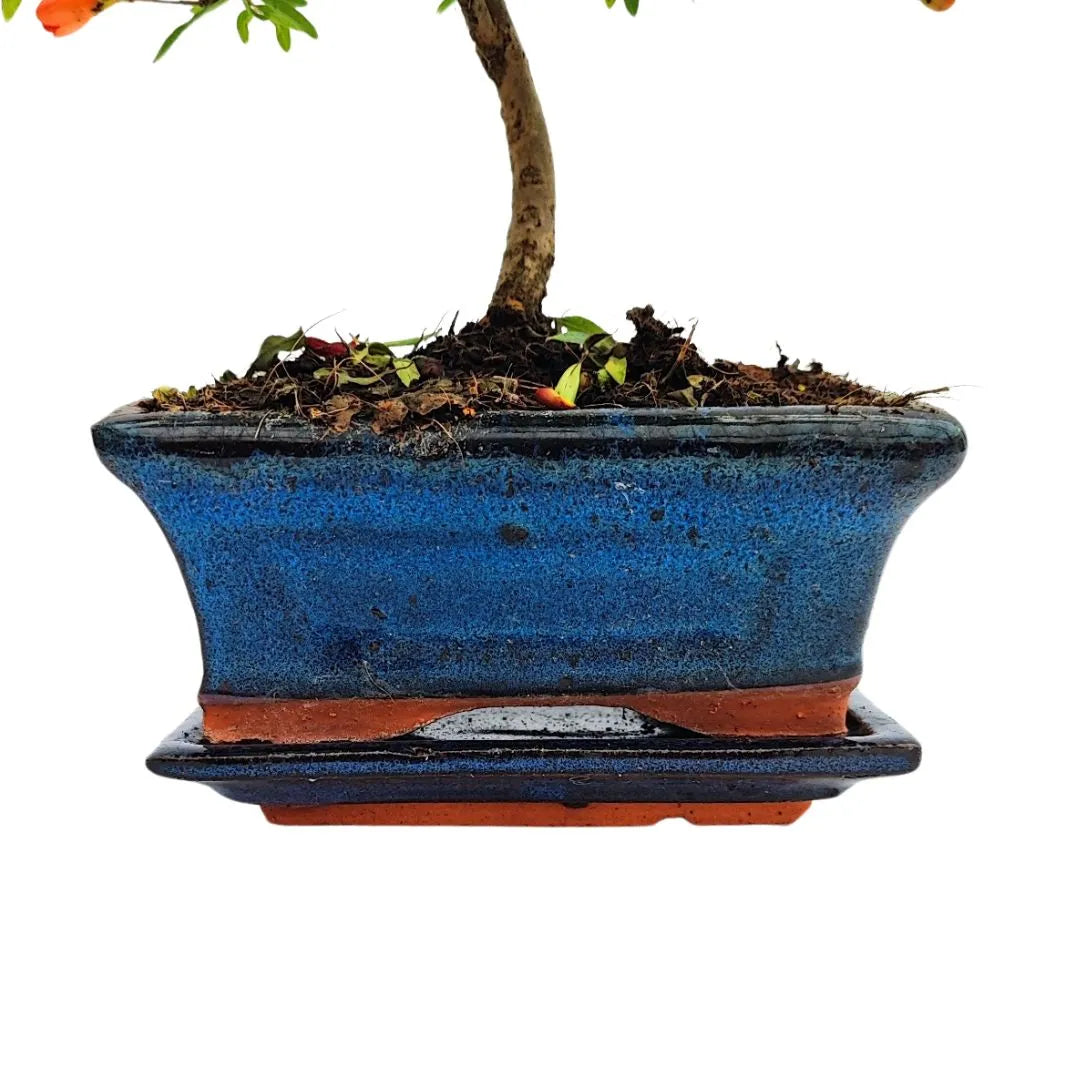 Bonsai Punica Granatum (Melograno) Nana 7 Anni - Collezione Premium