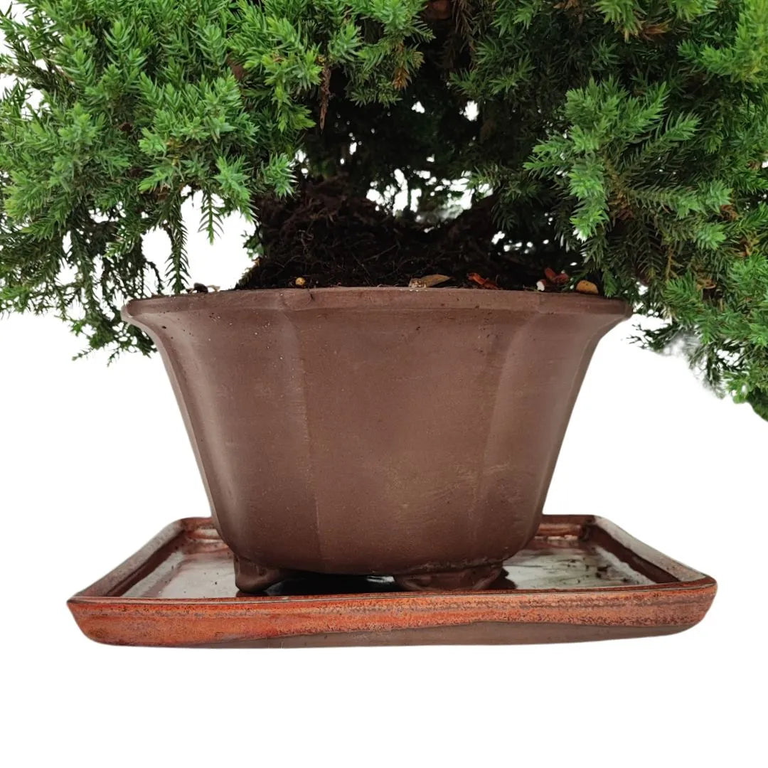 Bonsai Juniperus Procumbens 20 Anni Stile Cascade - Collezione Premium