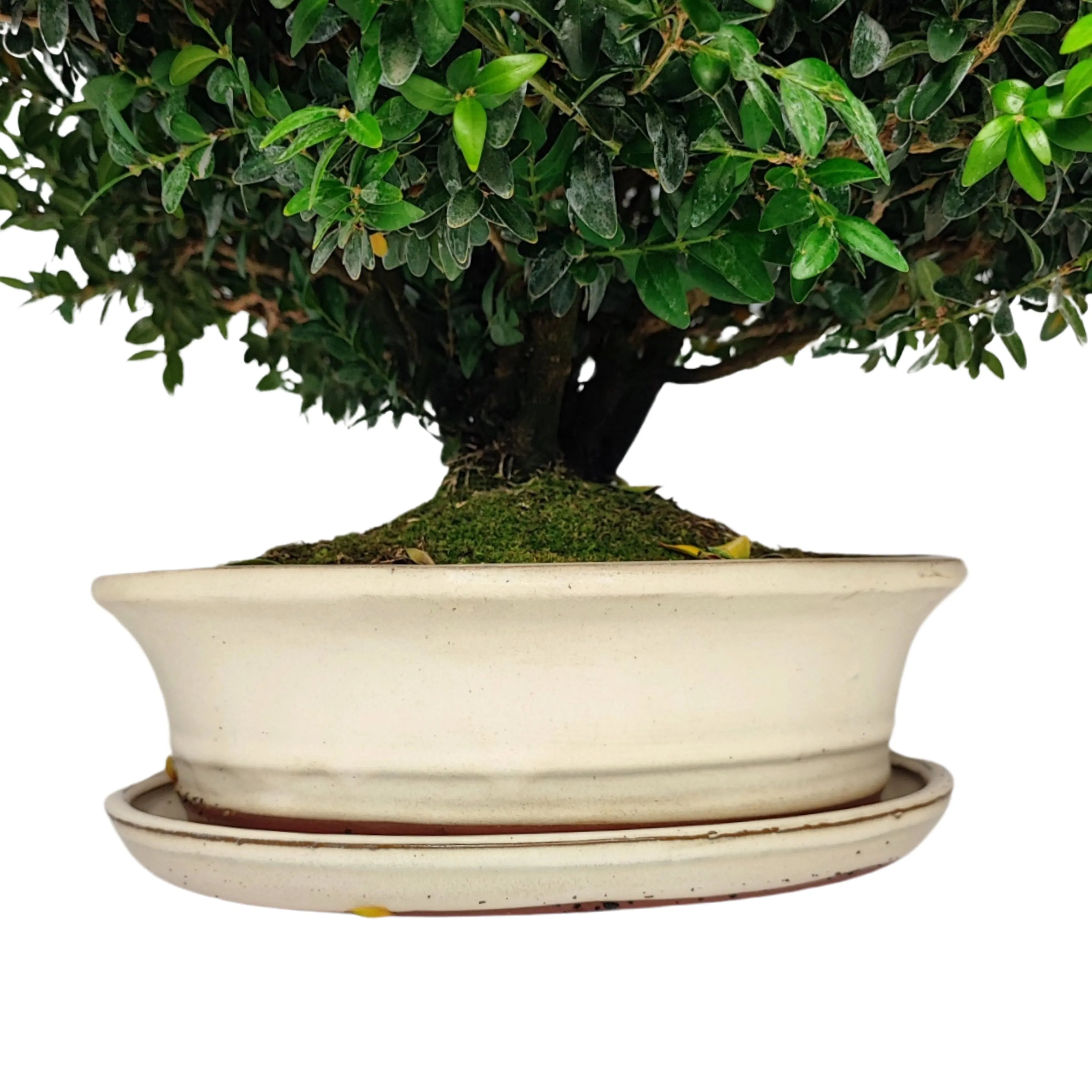 Bonsai Buxus sp. (Bosso) 15 Anni - Collezione Premium