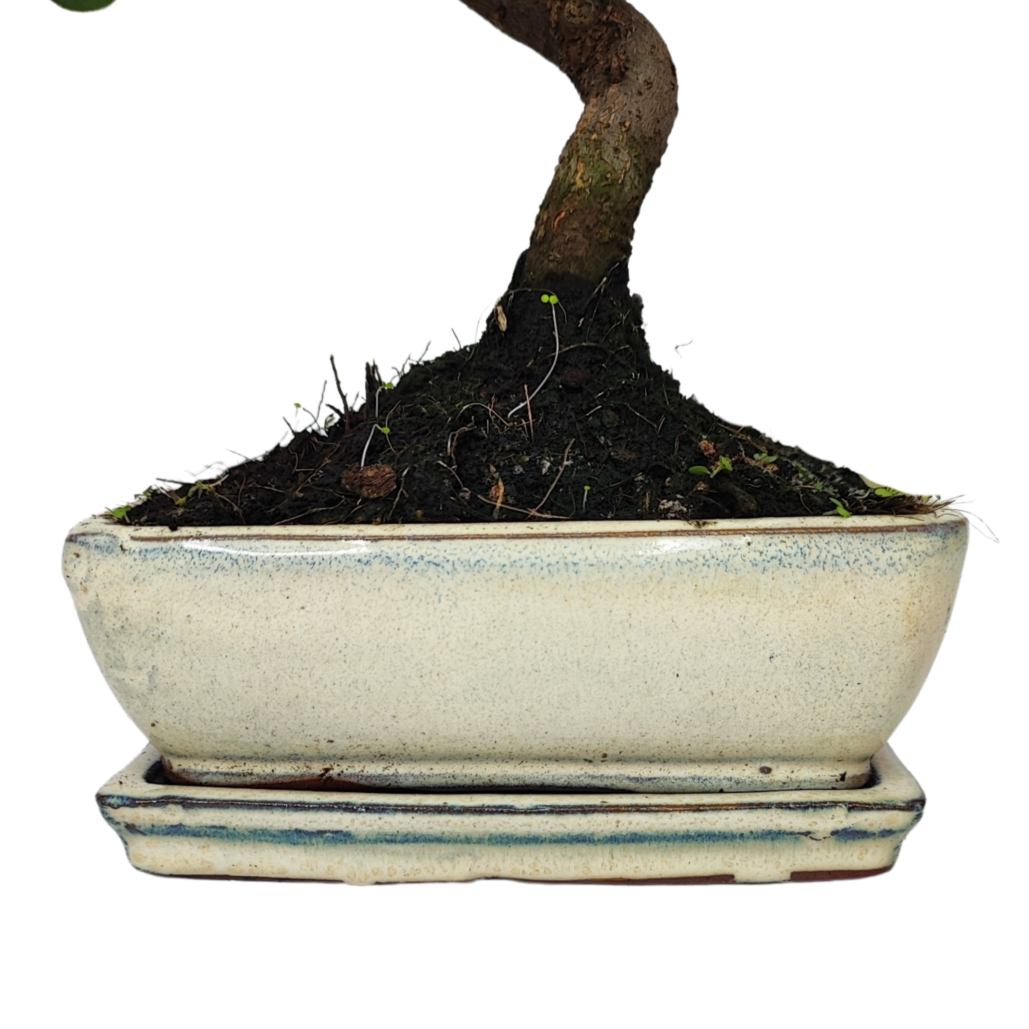 Bonsai 7 anni Quercus suber - Collezione Premium