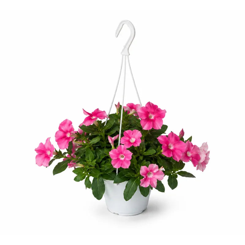 Vinca pendula in basket D.14 H.30 cm