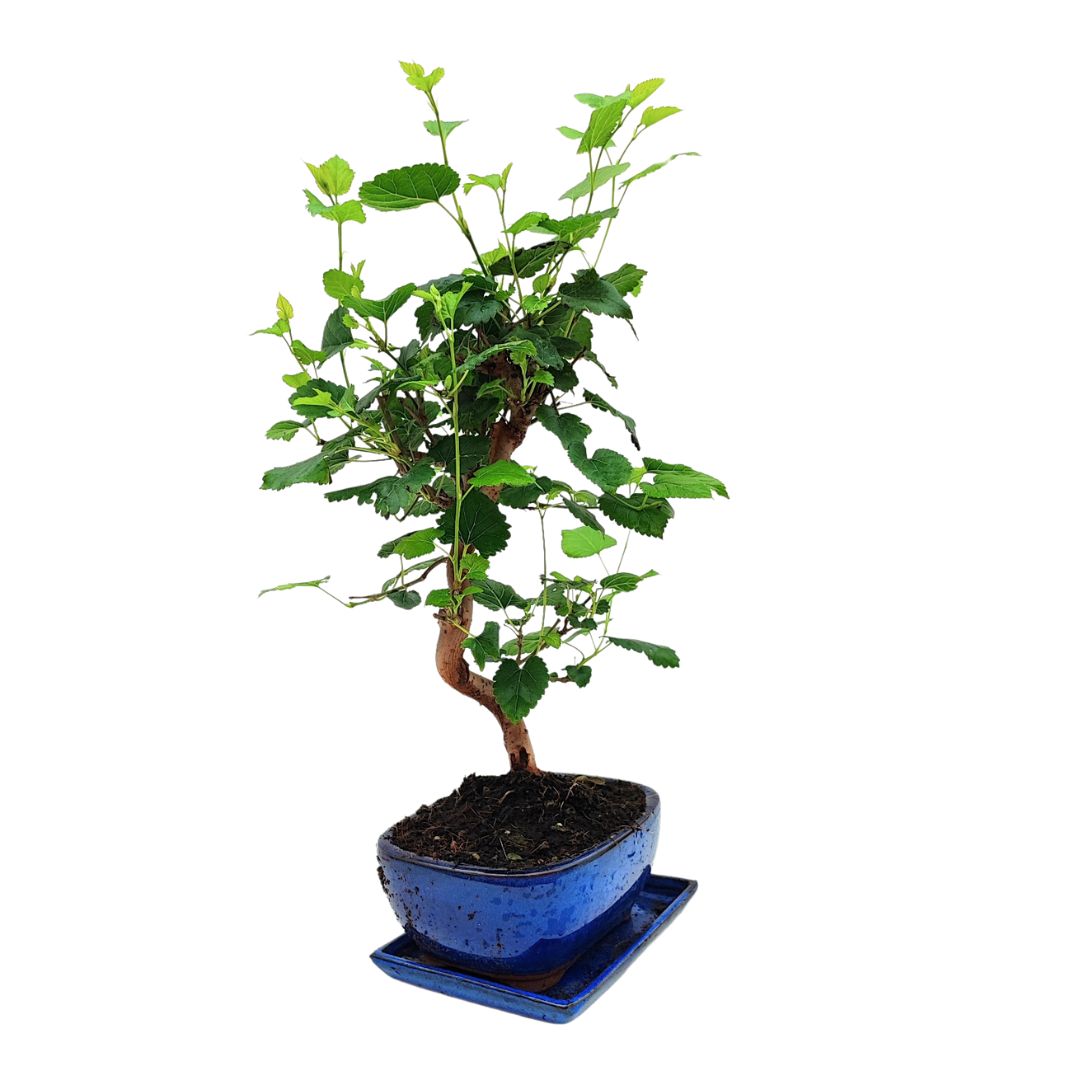Bonsai Morus (Gelso) 8 Anni - Collezione Premium