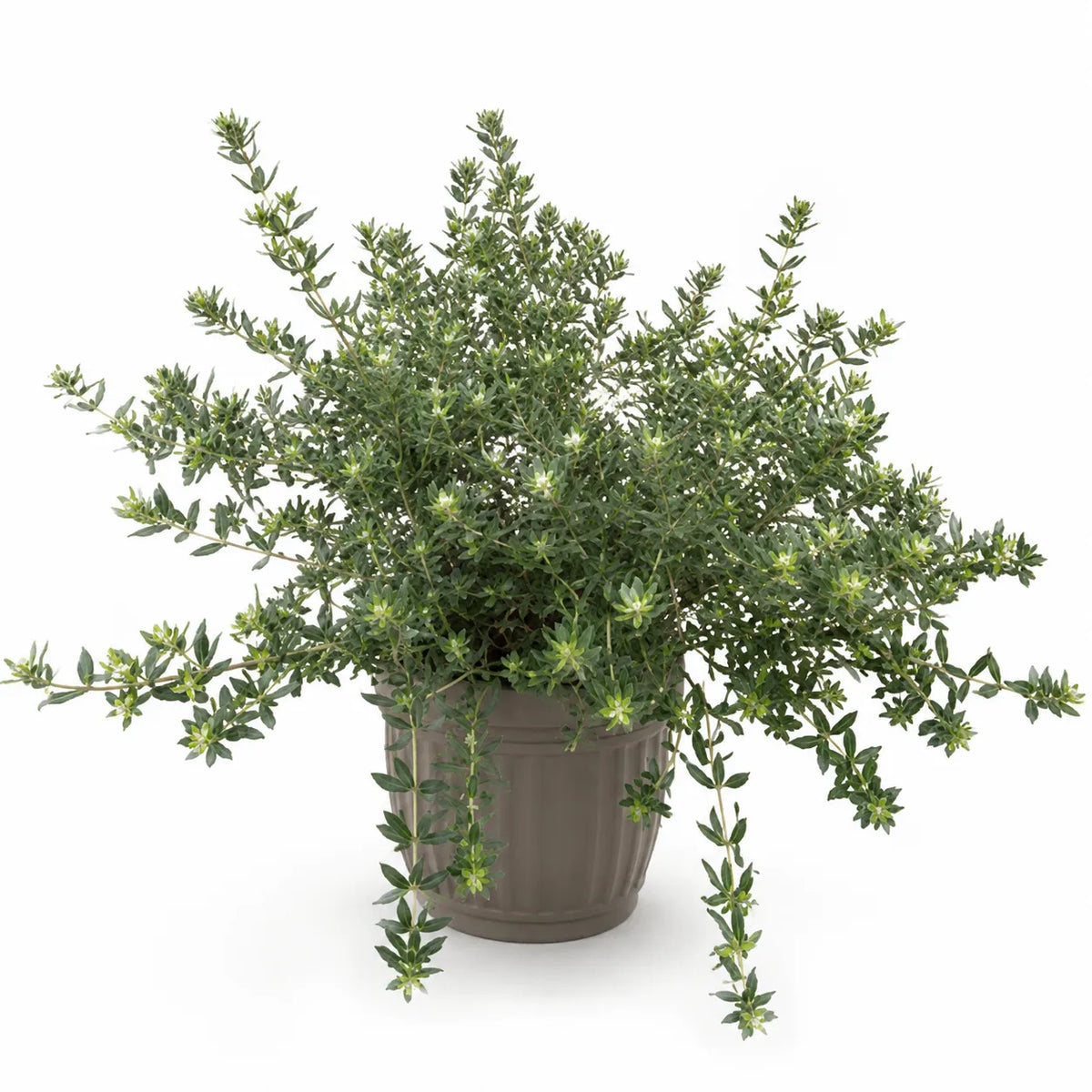 Westringia fruticosa D.18 H.35 cm