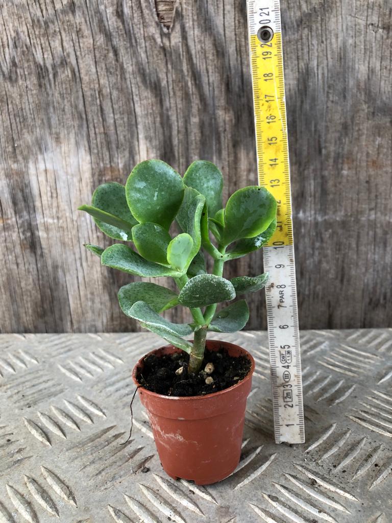 Pianta di Crassula Arborescens Undulatifolia