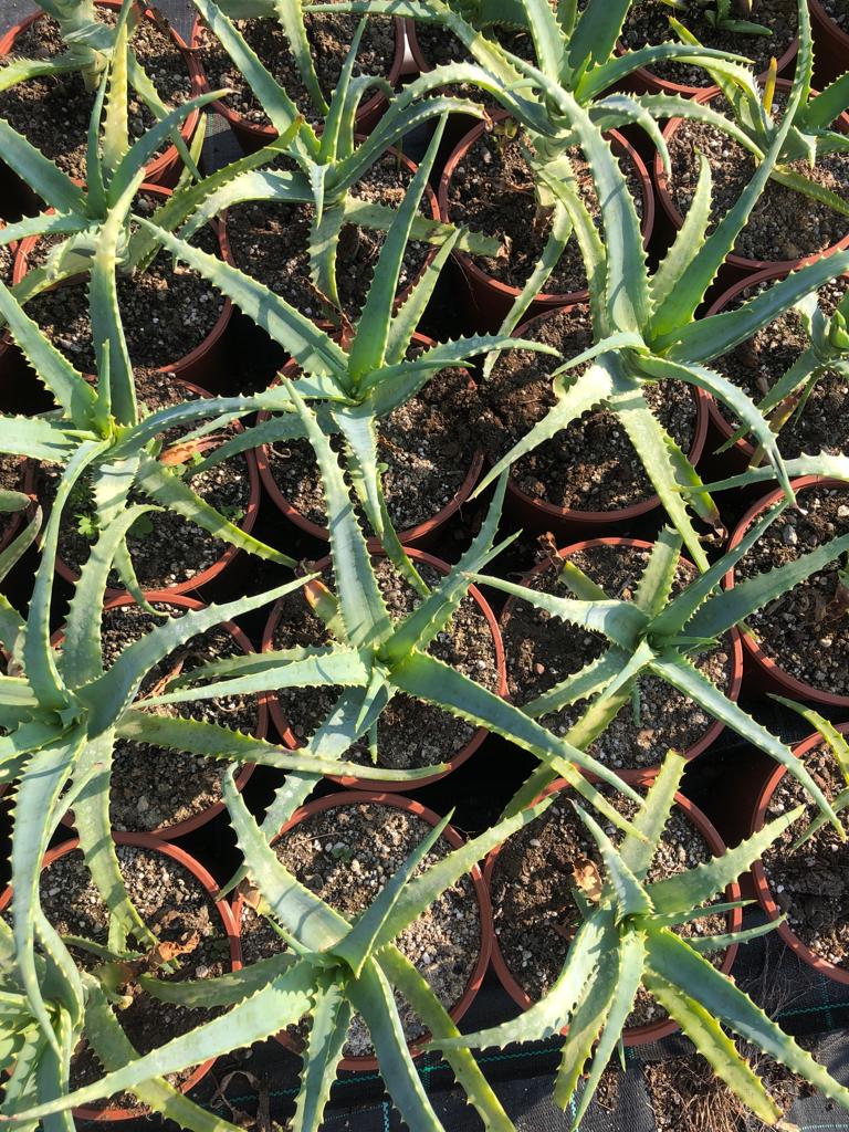 Pianta di Aloe Vera Arborescens