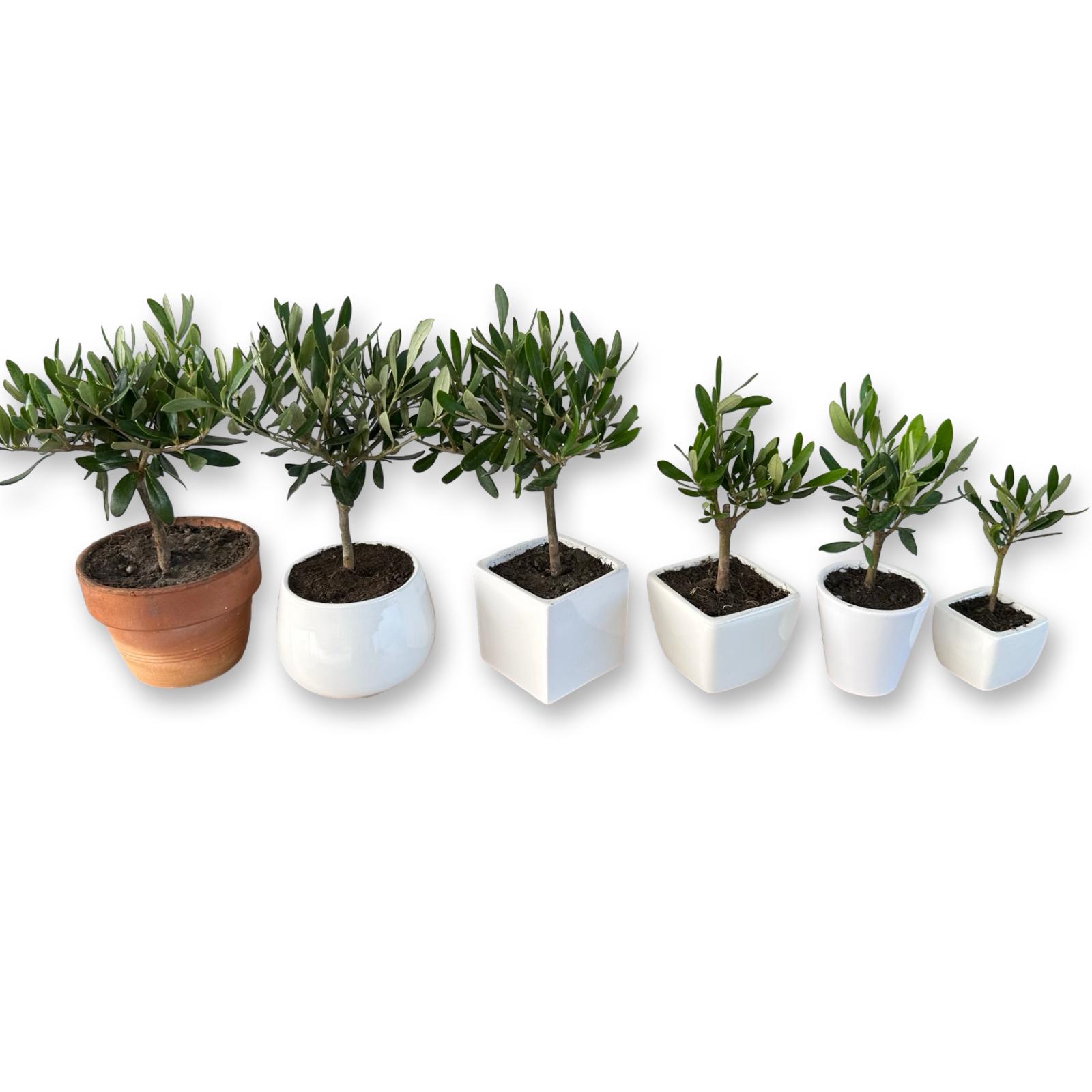 Set Piantine Ulivo per bomboniere in vaso ceramica quadrato CERTIFICATE