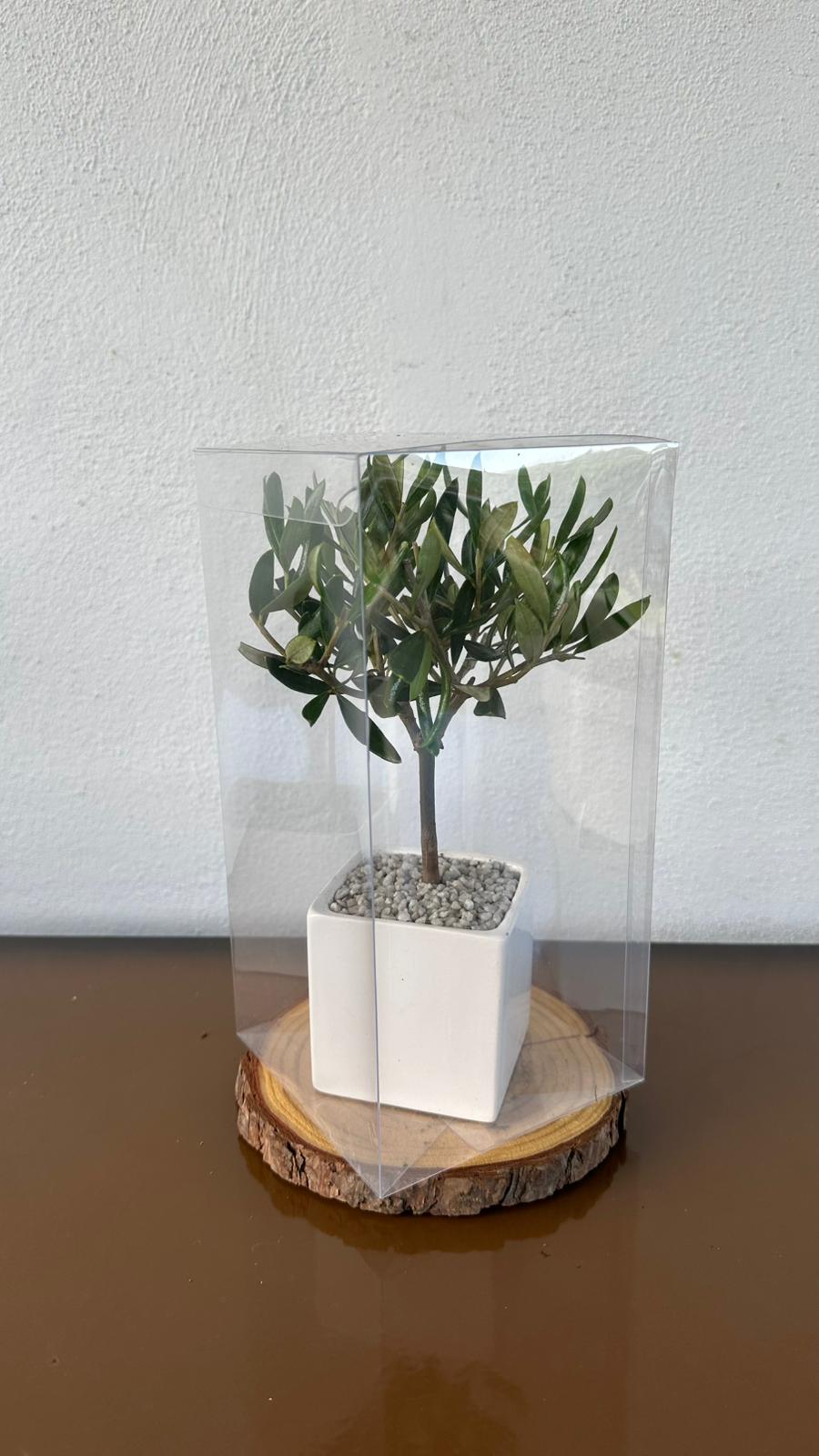 Set Piantine Ulivo per bomboniere in vaso ceramica quadrato CERTIFICATE