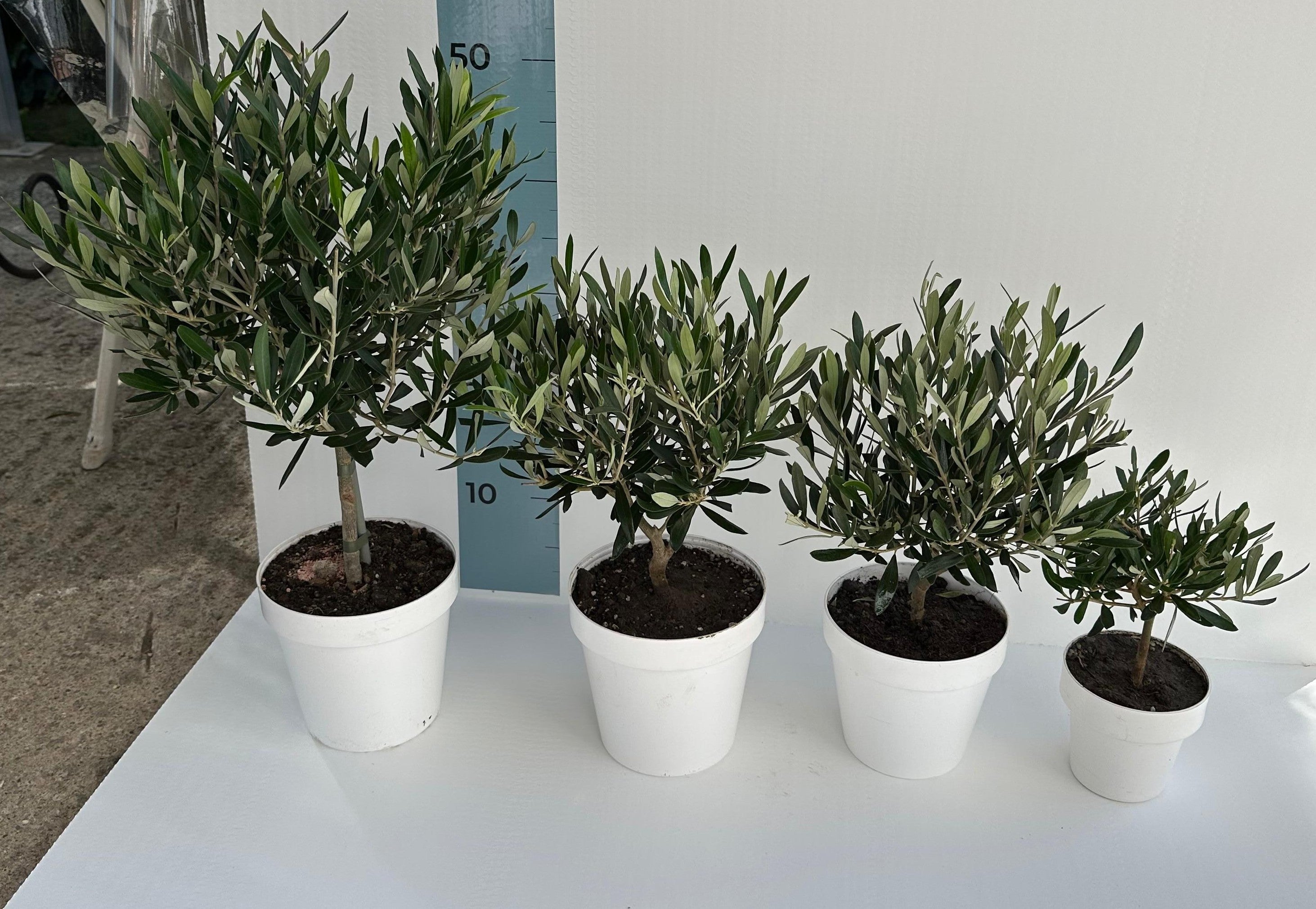 Set Piantine Ulivo in vaso rosso Natale rigido CERTIFICATE