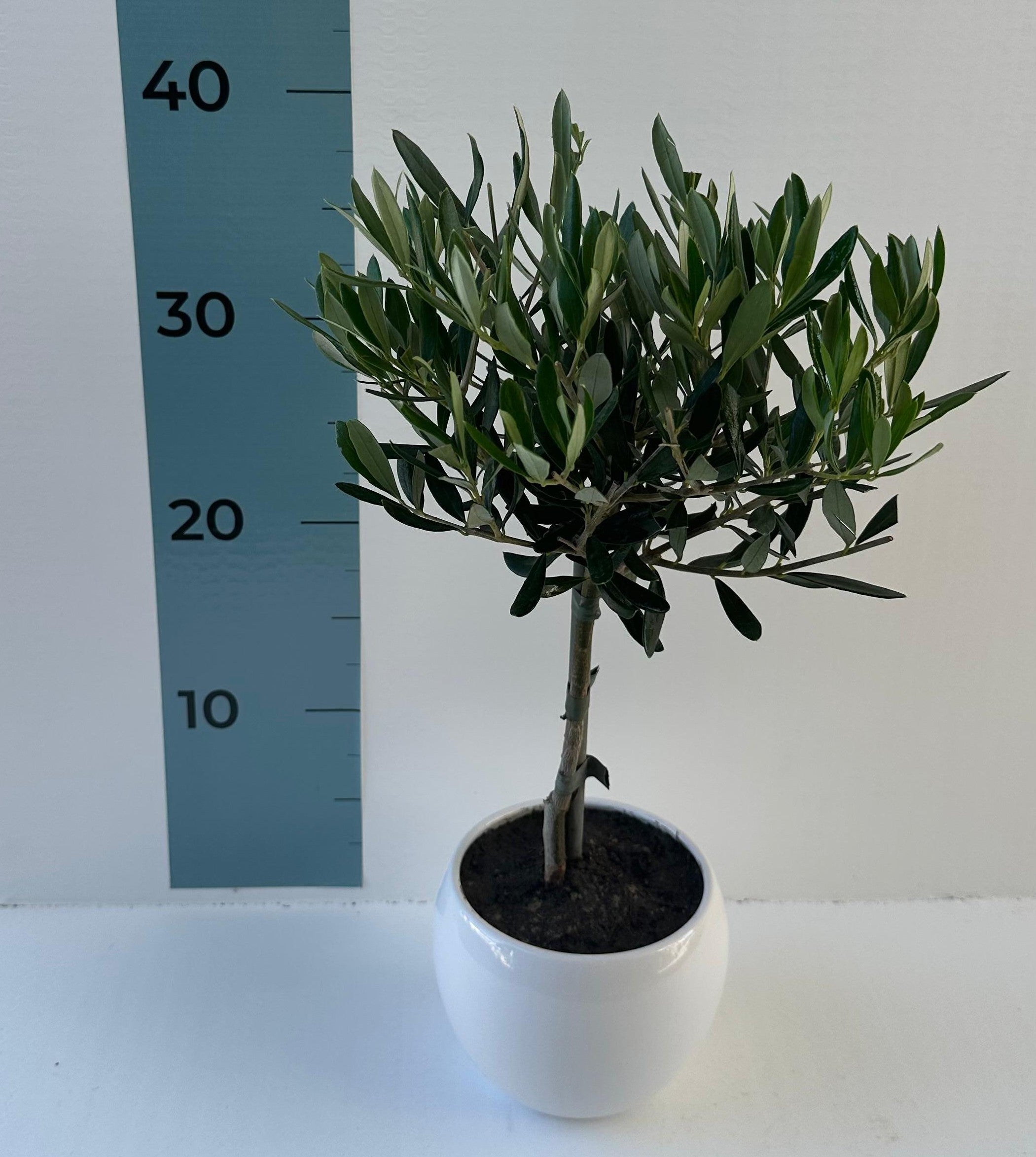 Set Piantine Ulivo per bomboniere in vaso ceramica CERTIFICATE