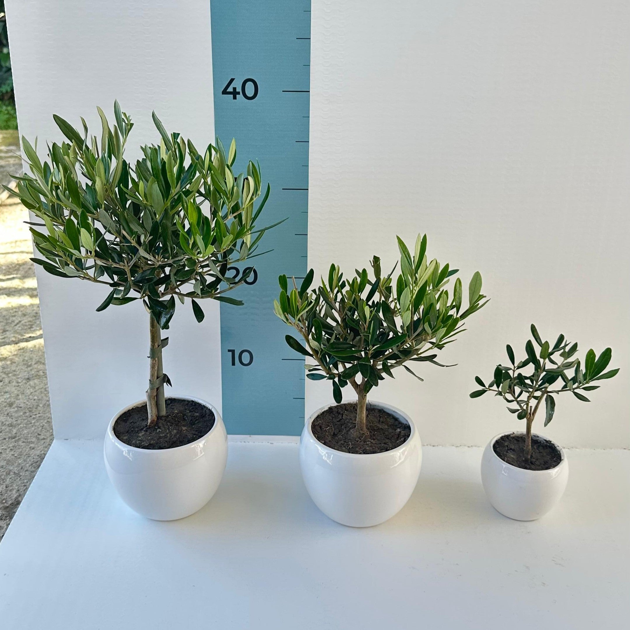 Set Piantine Ulivo per bomboniere in vaso ceramica CERTIFICATE