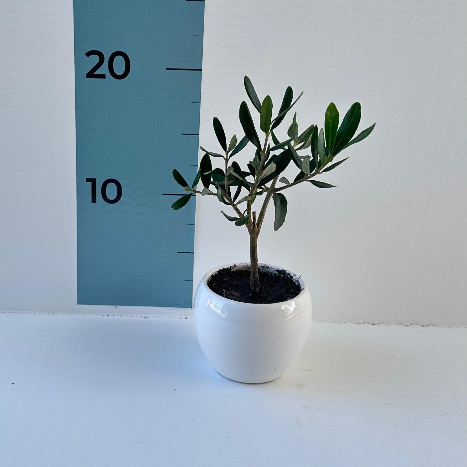 Set Piantine Ulivo per bomboniere in vaso ceramica CERTIFICATE