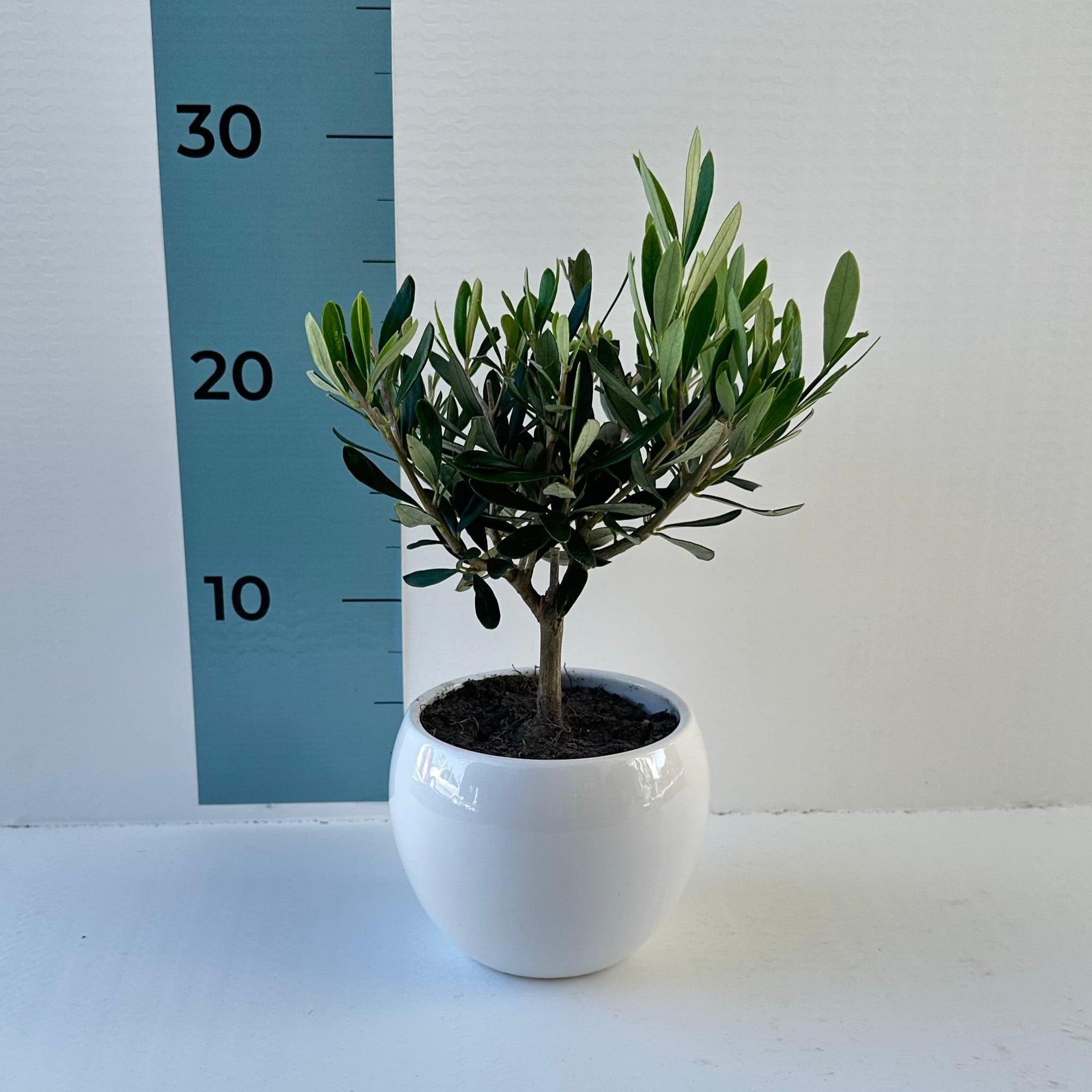 Set Piantine Ulivo per bomboniere in vaso ceramica CERTIFICATE