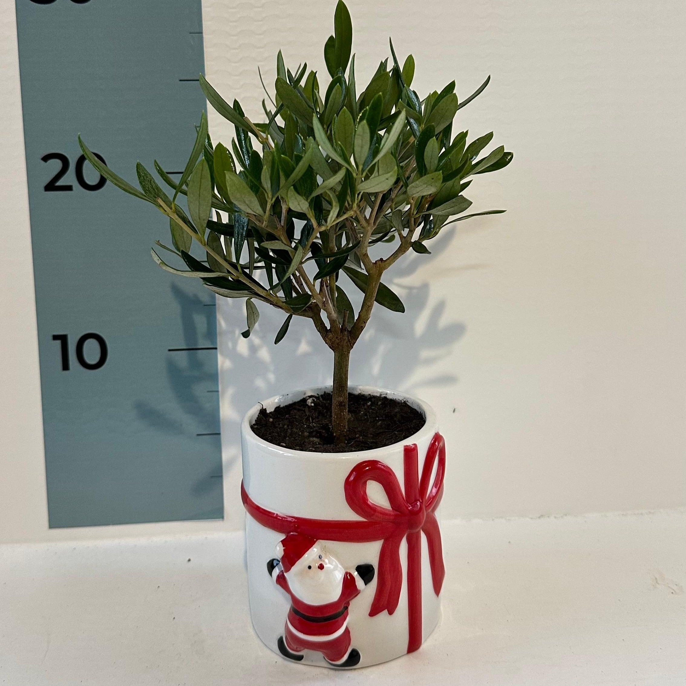 Set Piantine Ulivo per bomboniere in vaso natalizio ceramica CERTIFICATE