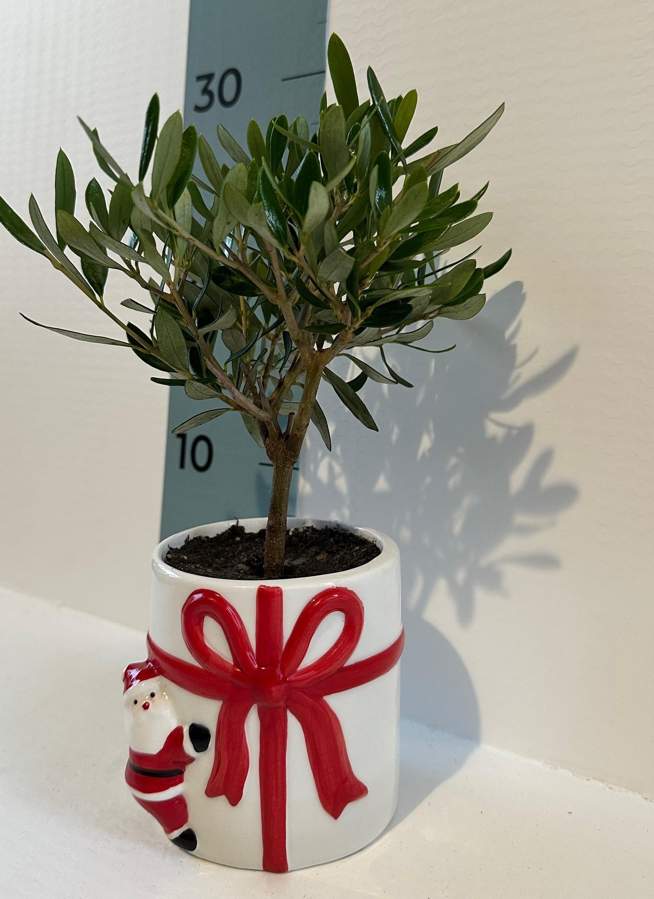 Set Piantine Ulivo per bomboniere in vaso natalizio ceramica CERTIFICATE