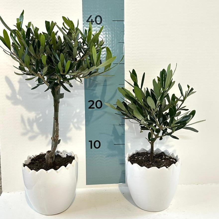 Set Piantine Ulivo in vaso uovo tema pasqua in ceramica CERTIFICATE