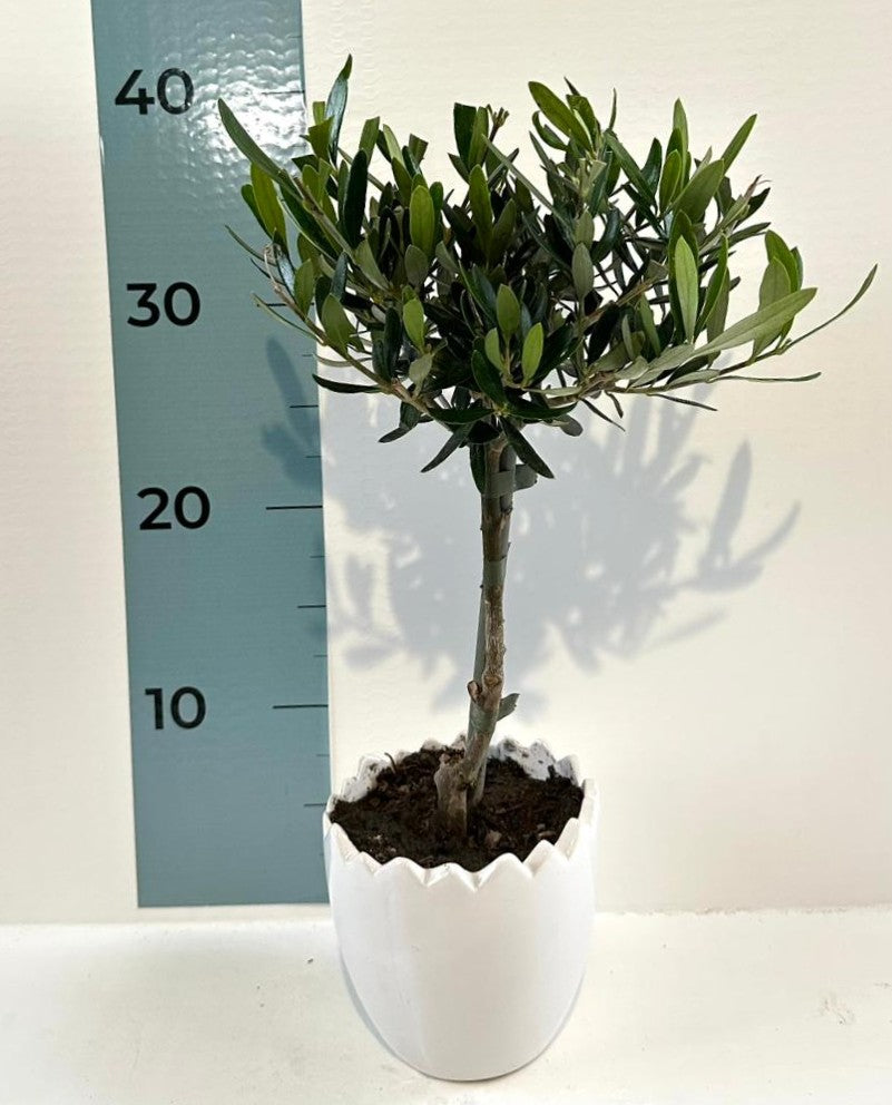 Set Piantine Ulivo in vaso uovo tema pasqua in ceramica CERTIFICATE