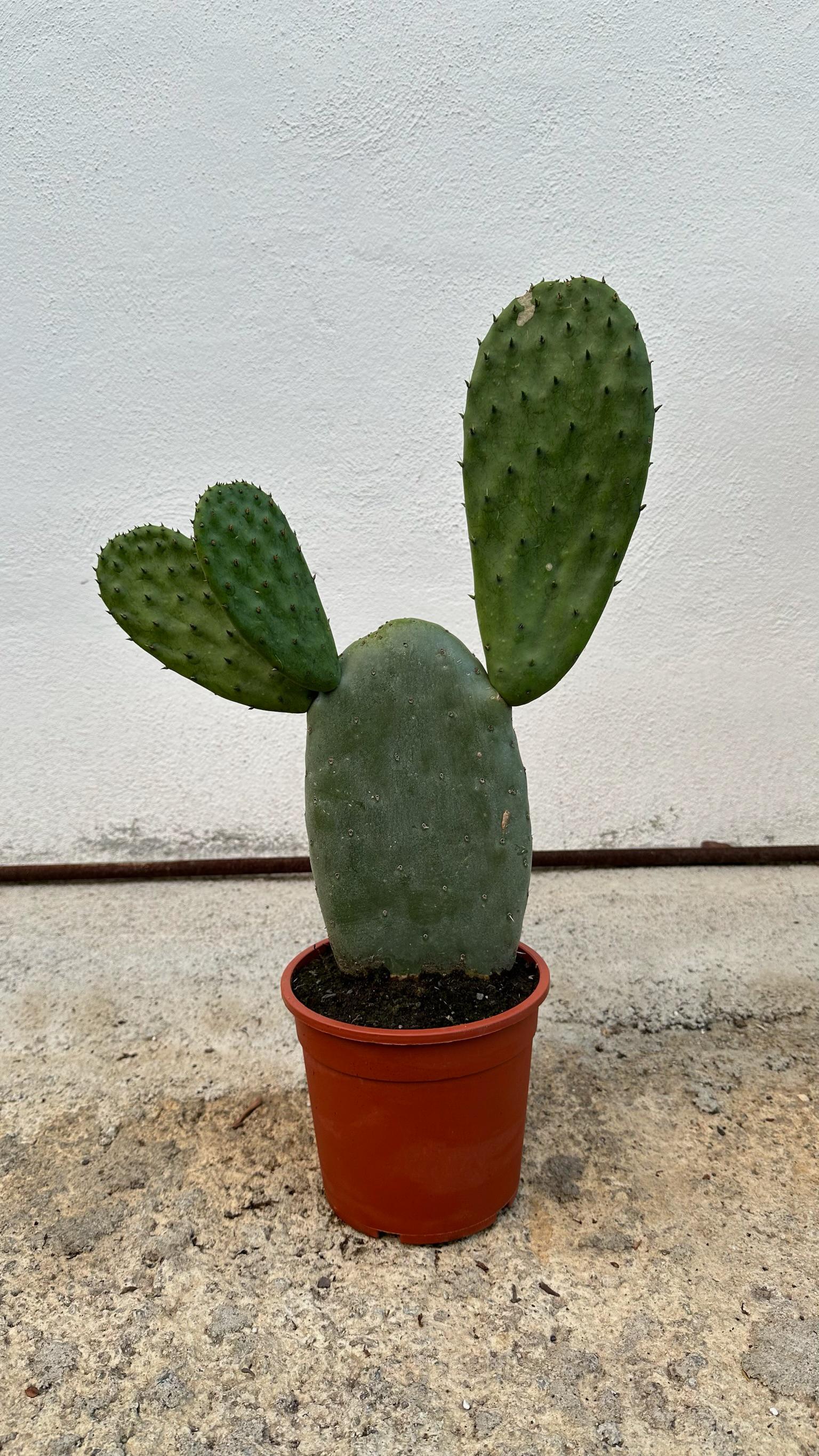 Pianta di Opuntia Ficus Indica - Varietà senza spine