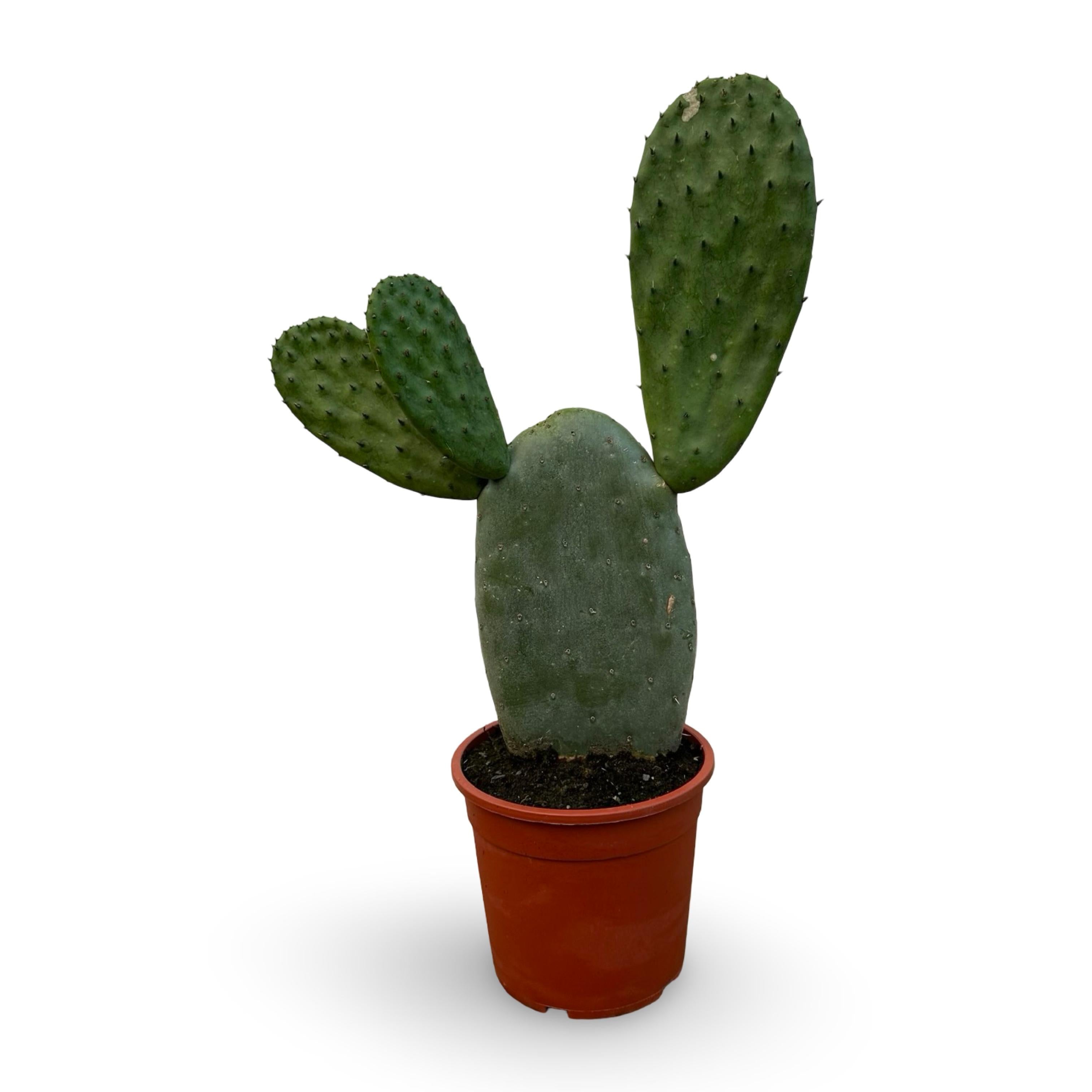 Pianta di Opuntia Ficus Indica - Varietà senza spine