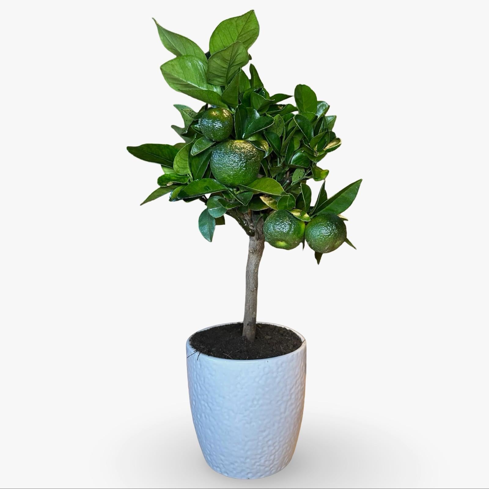 Pianta di Limetta Rossa o PURSHA – Agrume Ornamentale e Fruttifero Prodotto in Sicilia