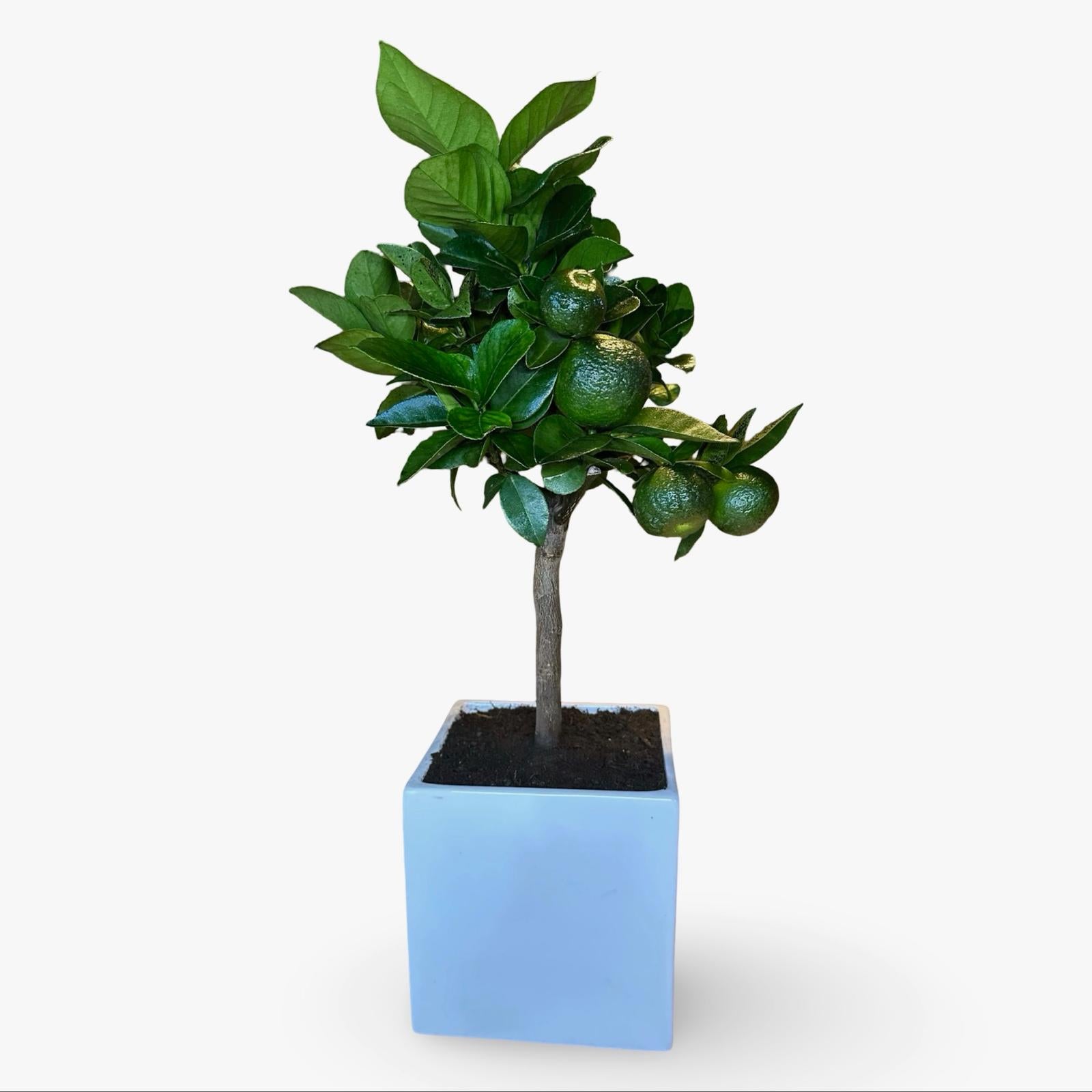 Mini Limetta Rossa o PURSHA Ø15cm H35/40cm – Agrume Made in Sicily