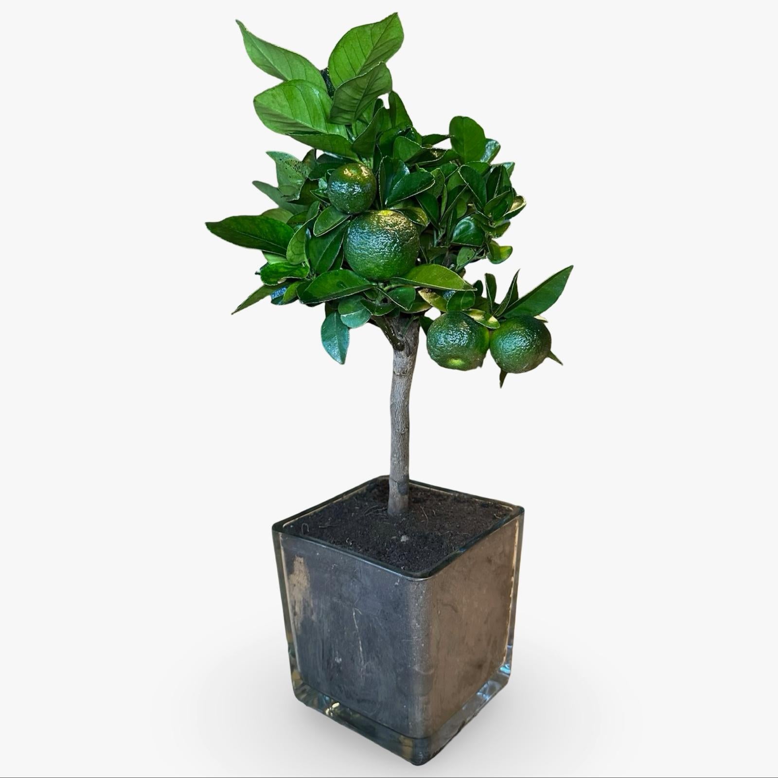 Pianta di Limetta Rossa o PURSHA – Agrume Ornamentale e Fruttifero Prodotto in Sicilia