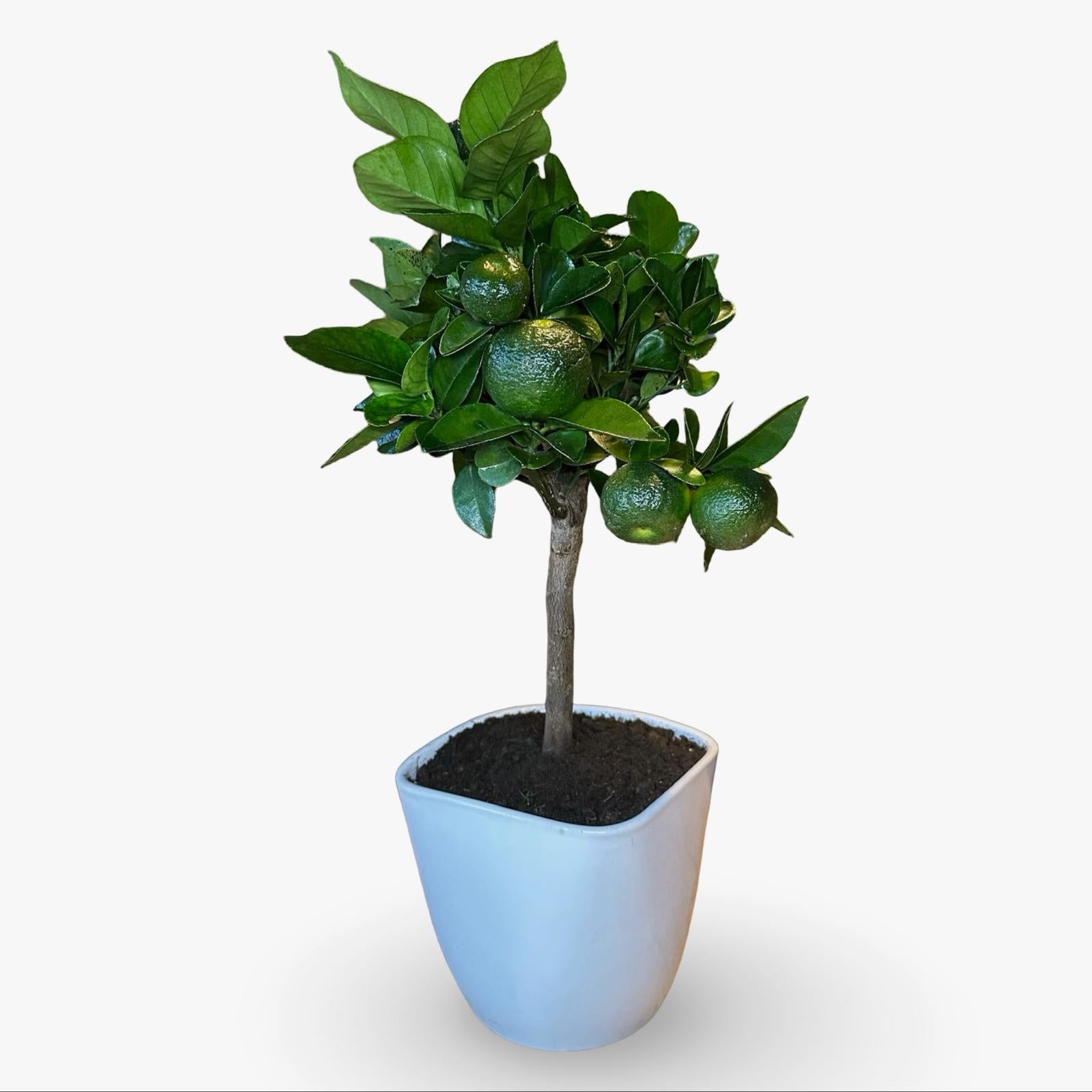 Mini Limetta Rossa o PURSHA Ø15cm H35/40cm – Agrume Made in Sicily