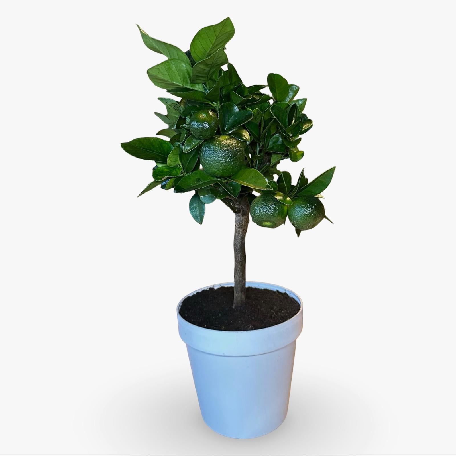 Mini Limetta Rossa o PURSHA Ø15cm H35/40cm – Agrume Made in Sicily