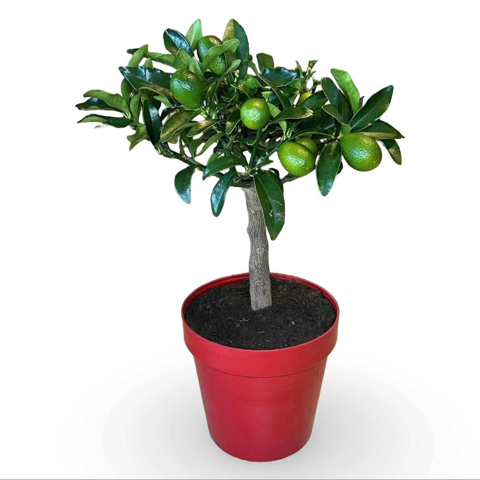 Pianta di Kumquat Fortunella – Agrume Ornamentale e Fruttifero Prodotto in Sicilia