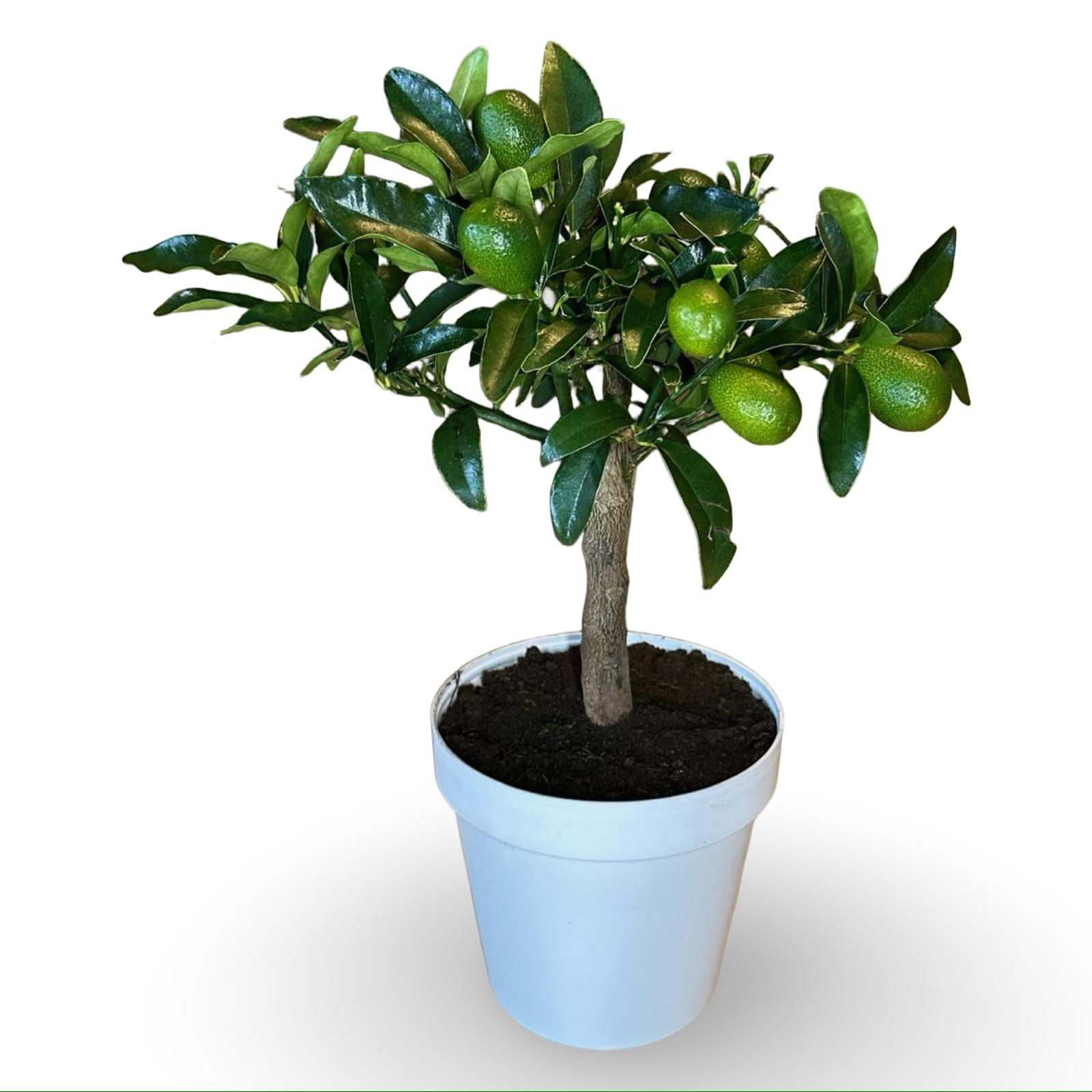 Pianta di Kumquat Fortunella – Agrume Ornamentale e Fruttifero Prodotto in Sicilia