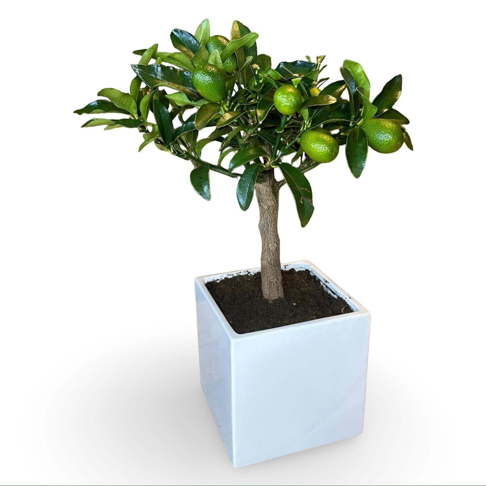 Pianta di Kumquat Fortunella – Agrume Ornamentale e Fruttifero Prodotto in Sicilia