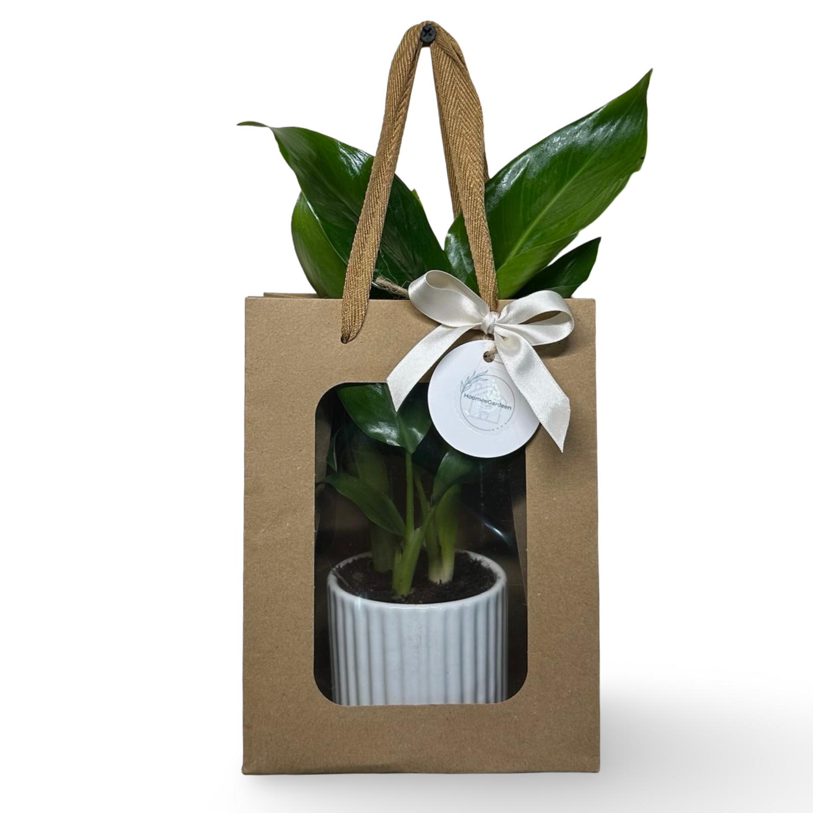 Mini Strelitzia Augusta S.Valentino