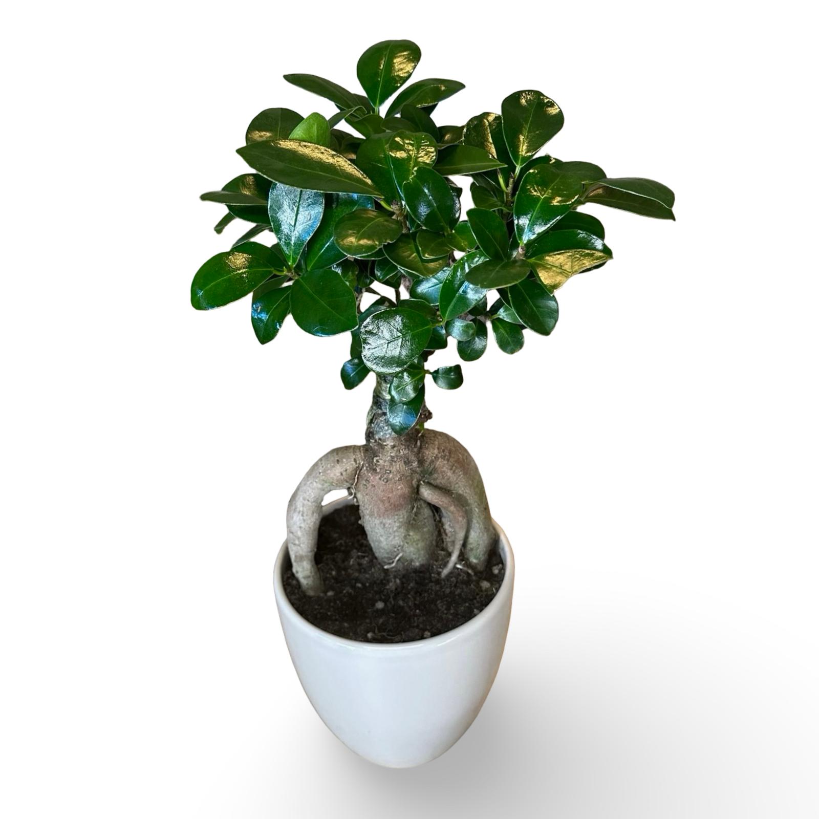 Bonsai Ginseng Ficus Microcarpa vaso Ceramica o Vetro