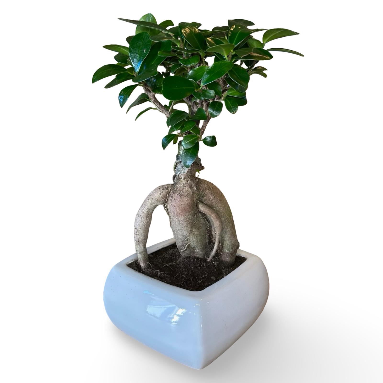 Bonsai Ginseng Ficus Microcarpa vaso Ceramica o Vetro