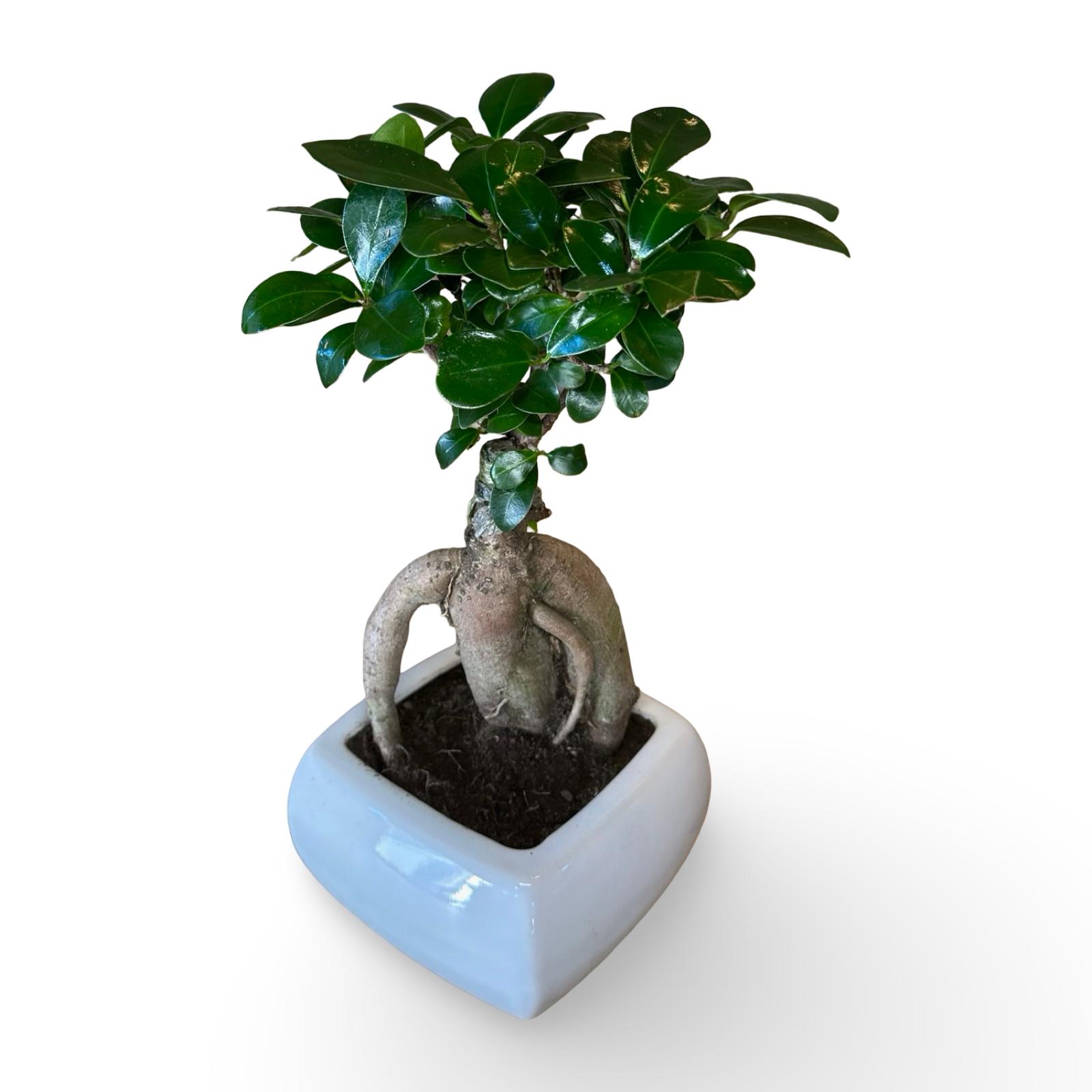 Bonsai Ginseng Ficus Microcarpa vaso Ceramica o Vetro