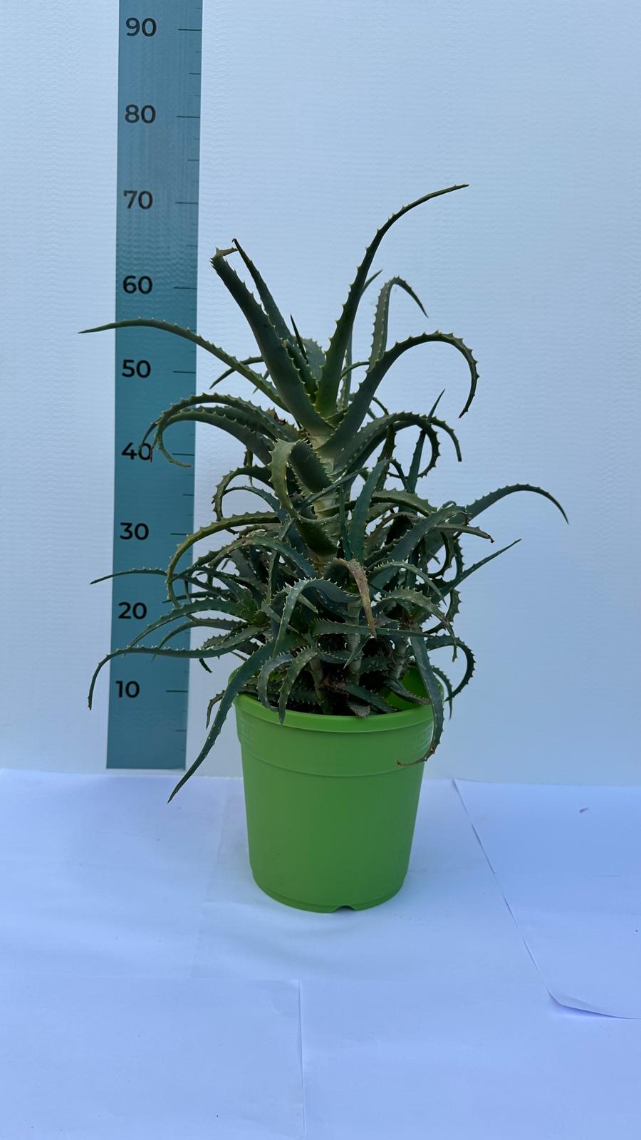 Pianta di Aloe Vera Arborescens