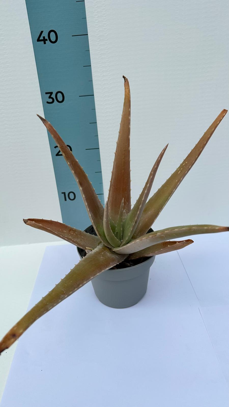 Pianta di Aloe Vera