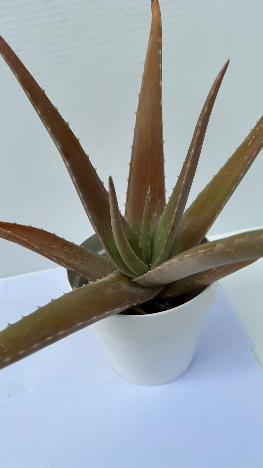 Pianta di Aloe Vera