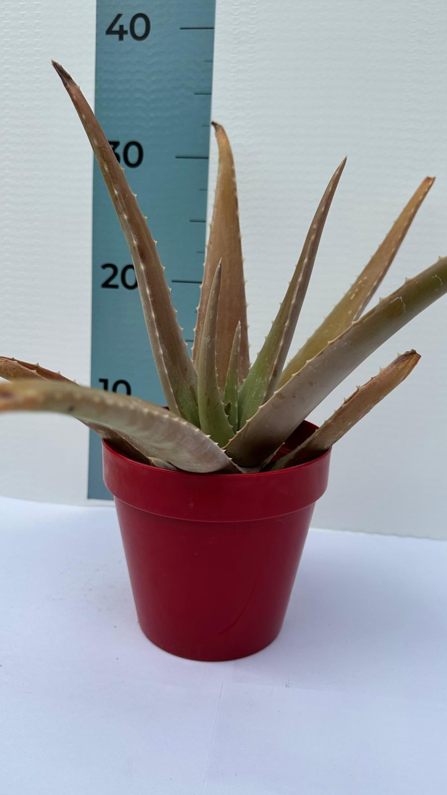 Pianta di Aloe Vera