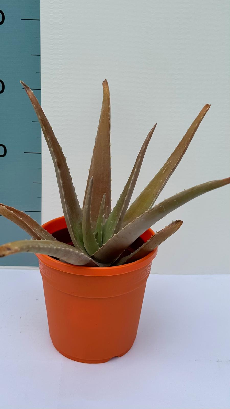 Pianta di Aloe Vera