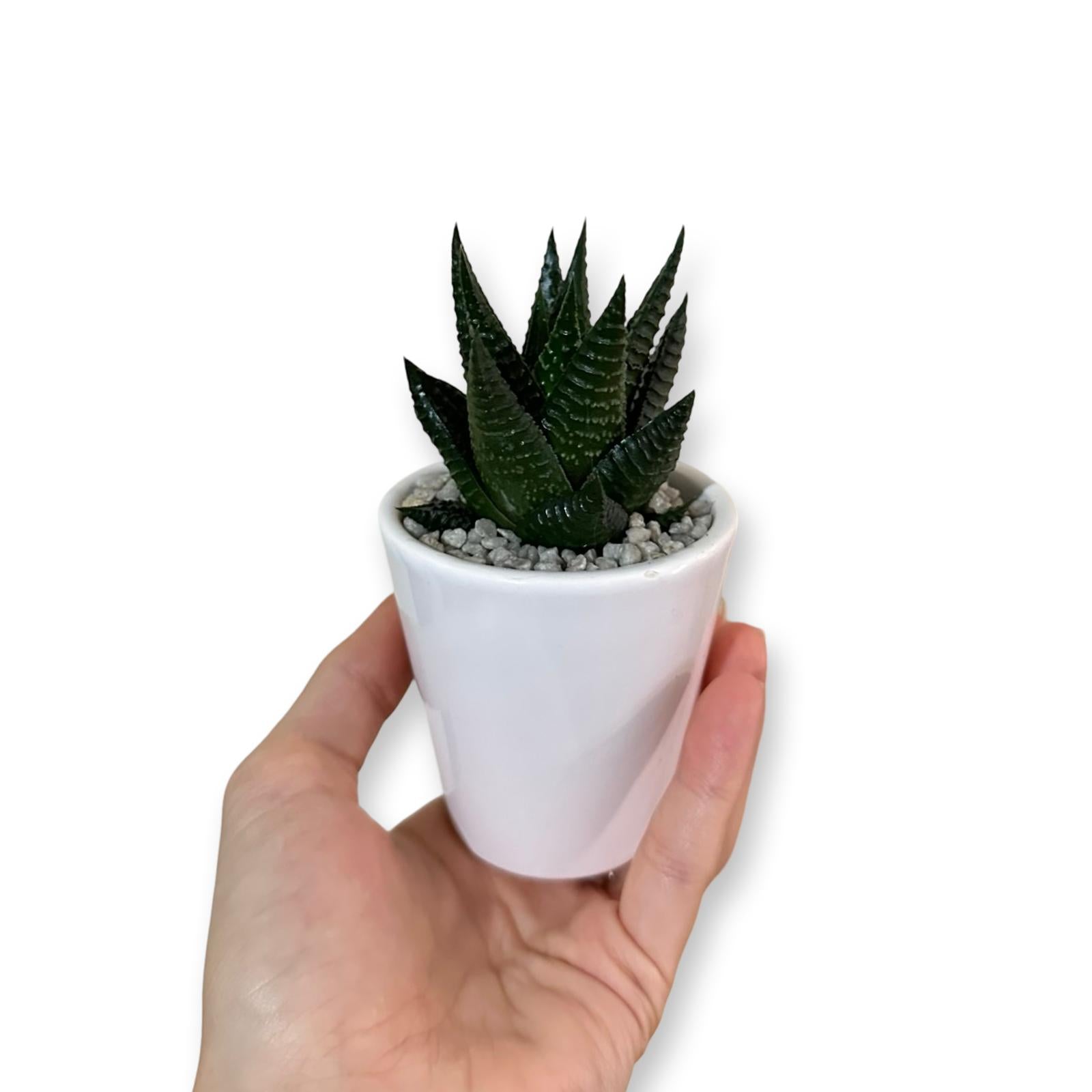 Mini Piantina grassa in vaso di ceramica CERTIFICATA