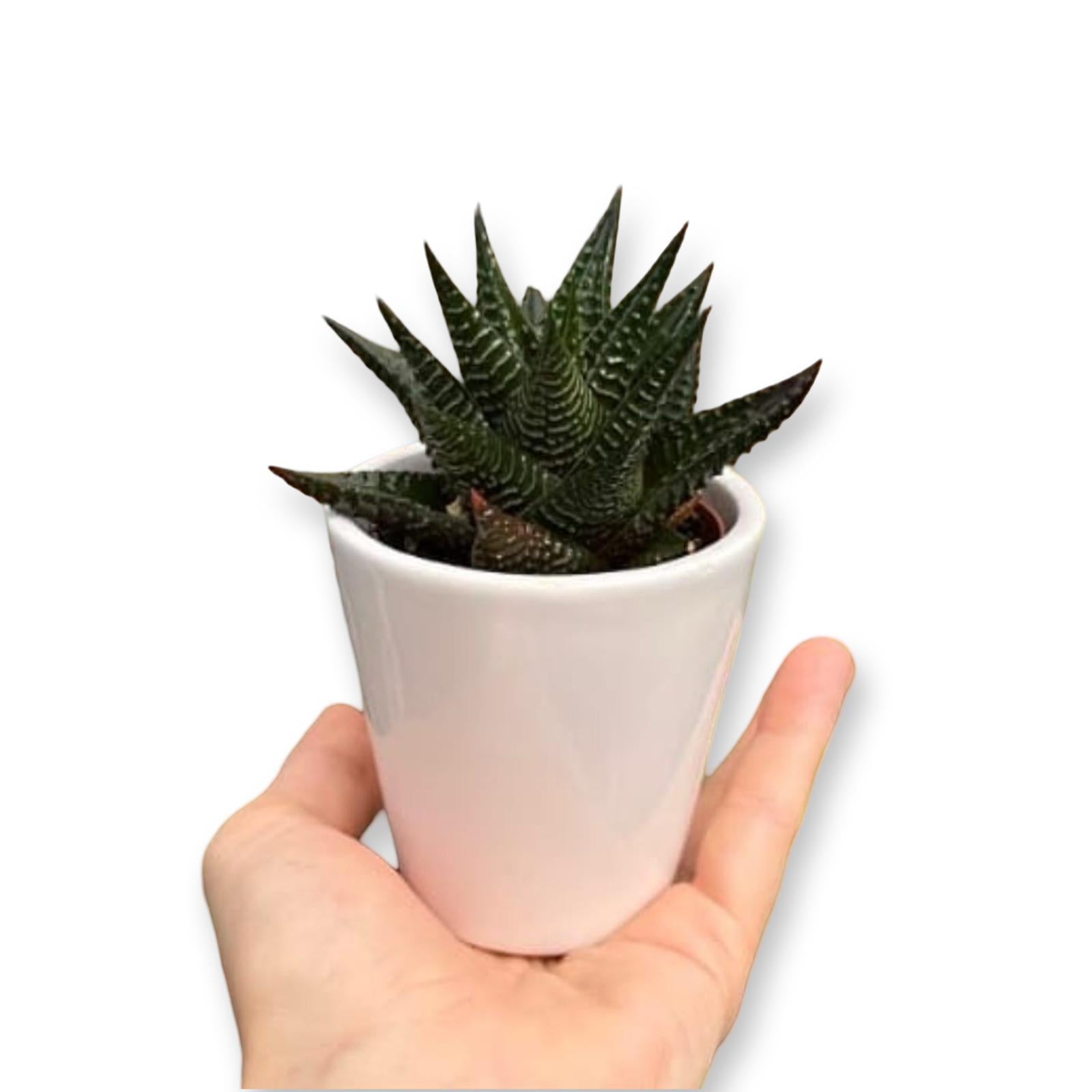 Mini Piantina grassa in vaso di ceramica CERTIFICATA