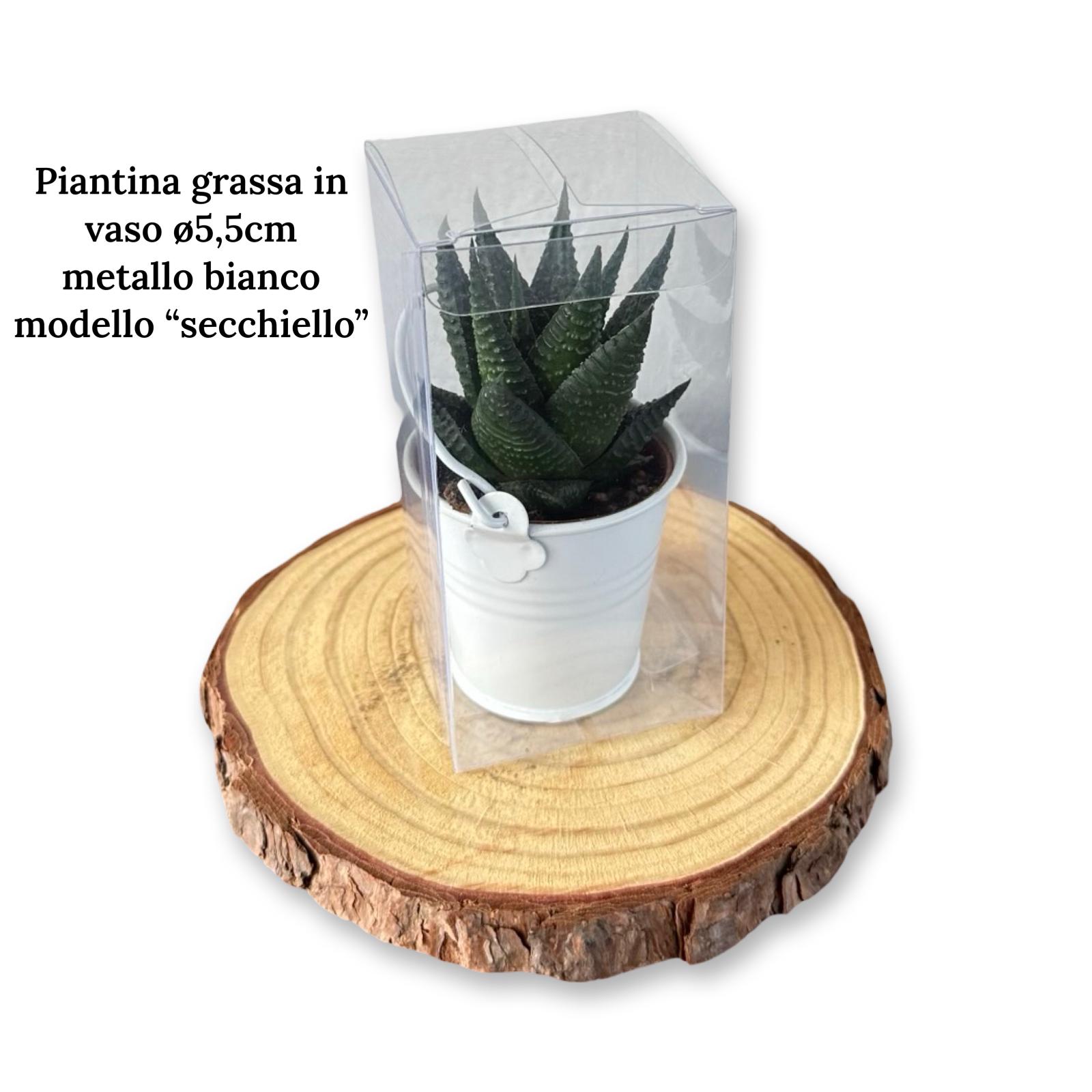 Mini Piantina grassa in vaso di ceramica CERTIFICATA